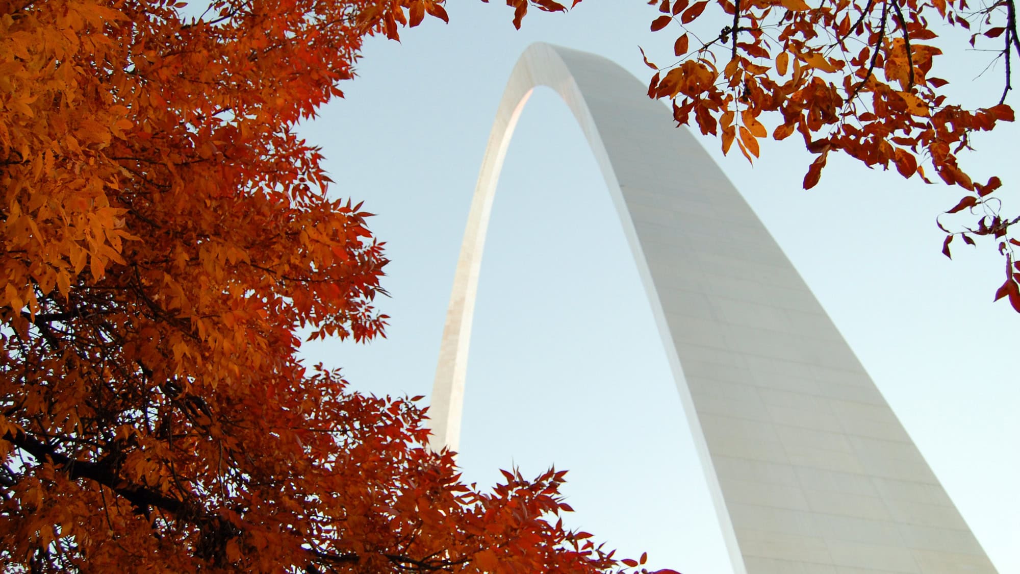 The Gateway Arch rises behind a canopy of vibrant orange autumn leaves.