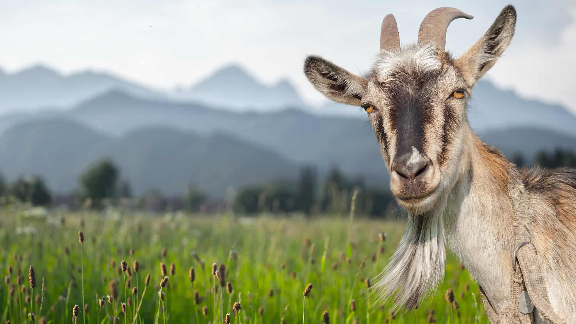 A goat with curled horns and a scruffy beard stands in a grassy meadow, with misty mountains rising in the background.
