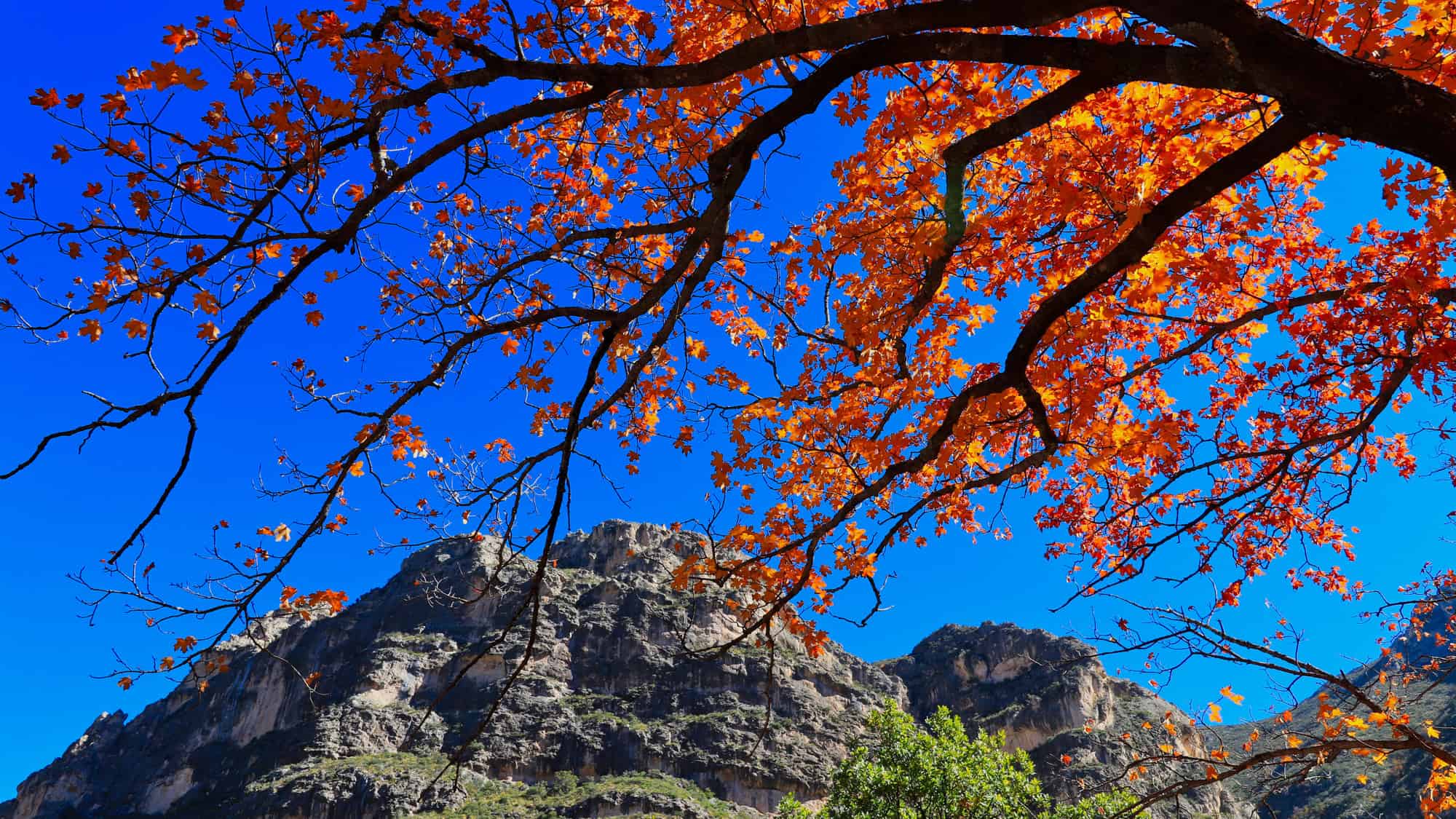 Fiery red maple leaves frame a rugged mountain range against a deep blue sky.