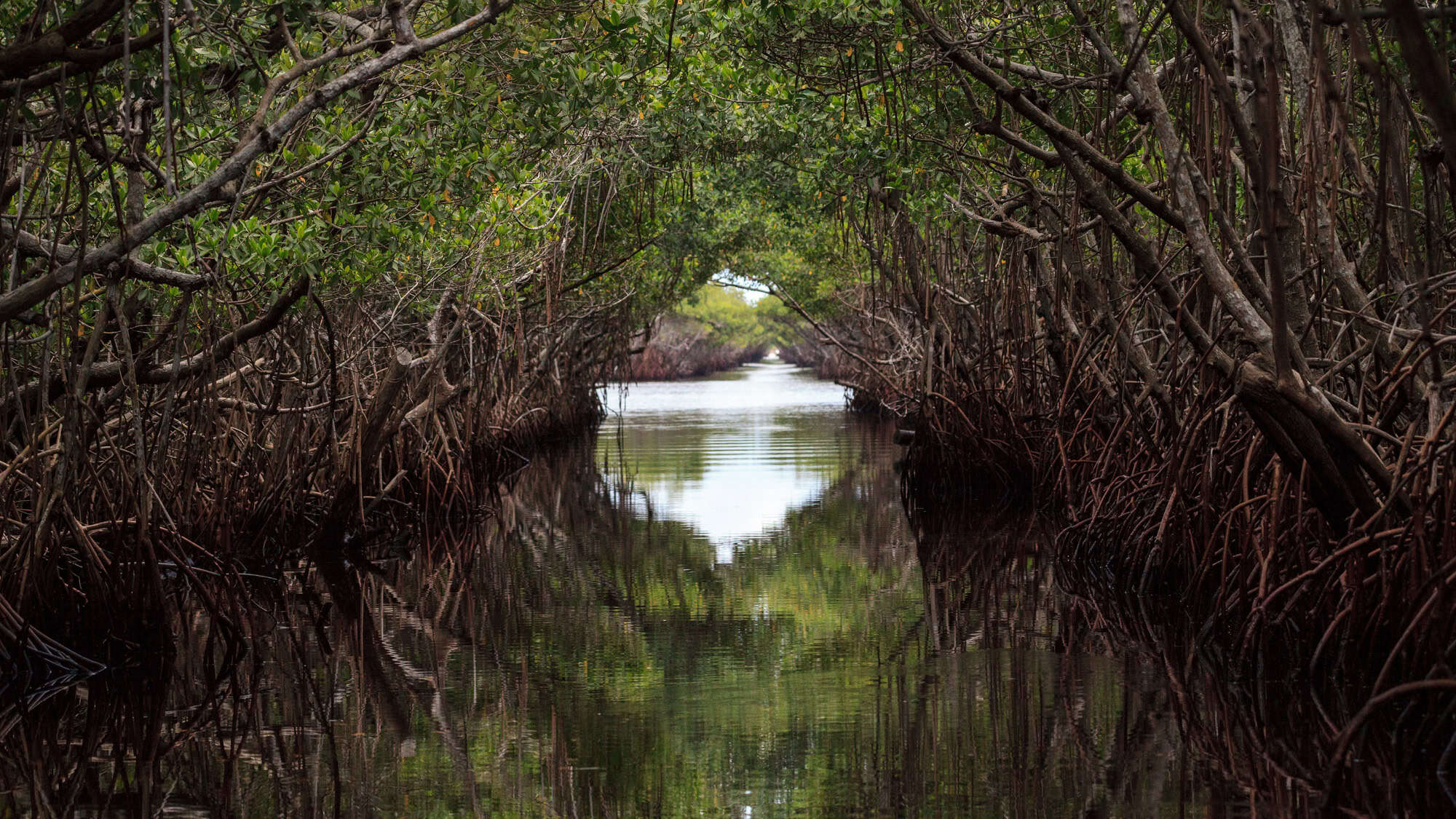 Dense mangrove trees form a shaded tunnel over still water, creating a natural corridor.