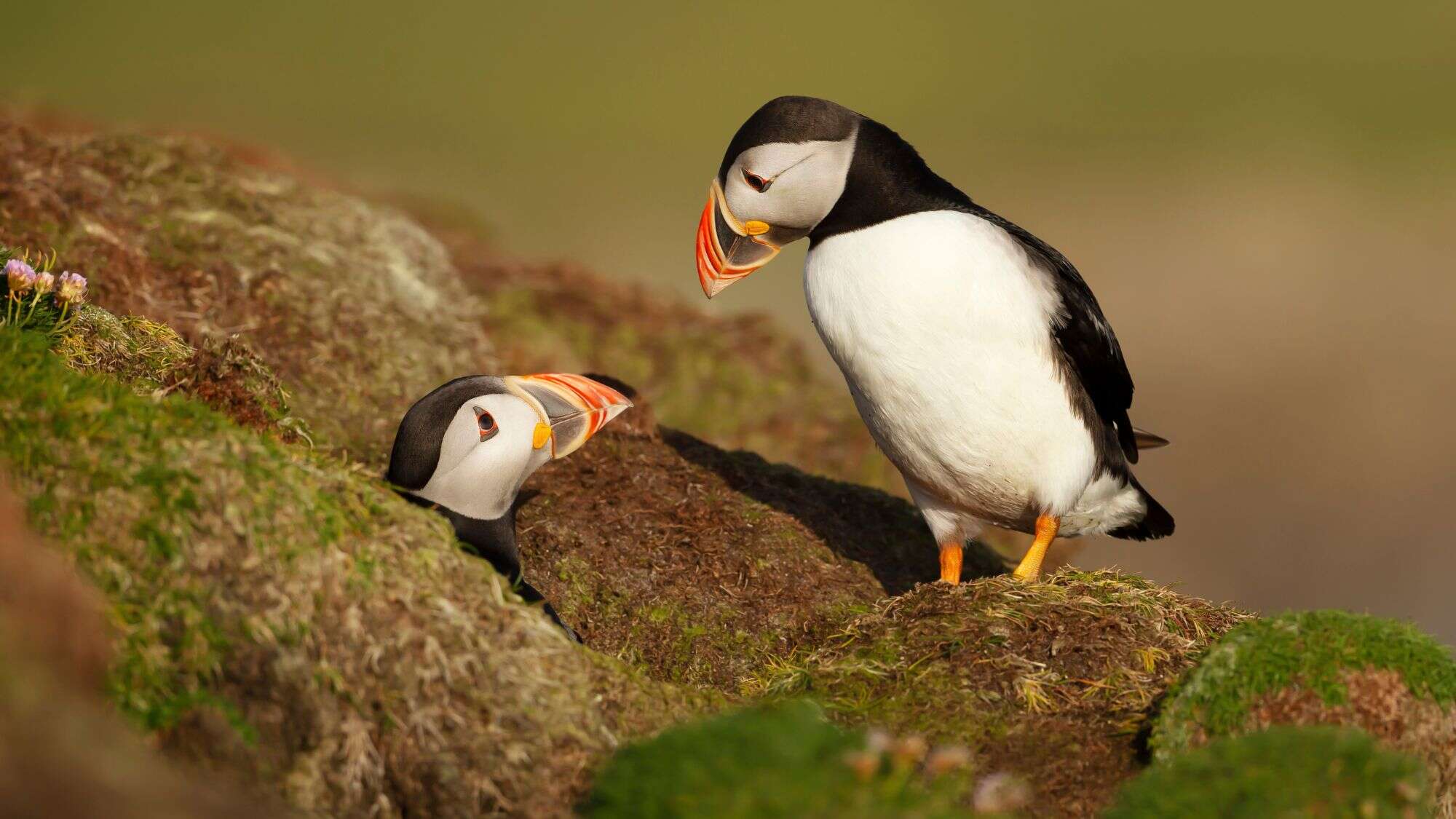 A pair of puffins perch on a mossy cliff, one standing above while the other peeks from a burrow.