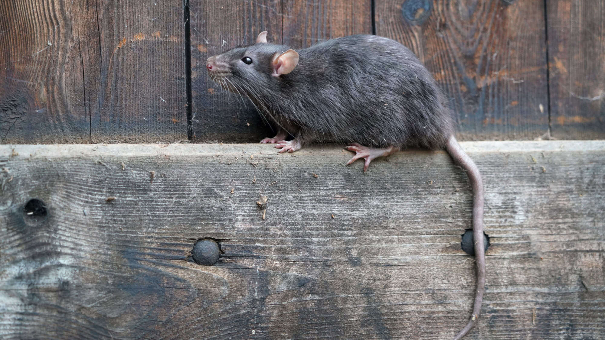 A grey rat with glossy fur and a long tail pauses on a rough wooden ledge against a backdrop of weathered planks.