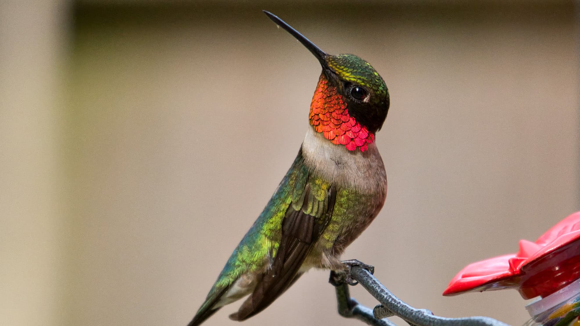 A ruby-throated hummingbird with shimmering green feathers and a brilliant red throat patch perches beside a feeder.