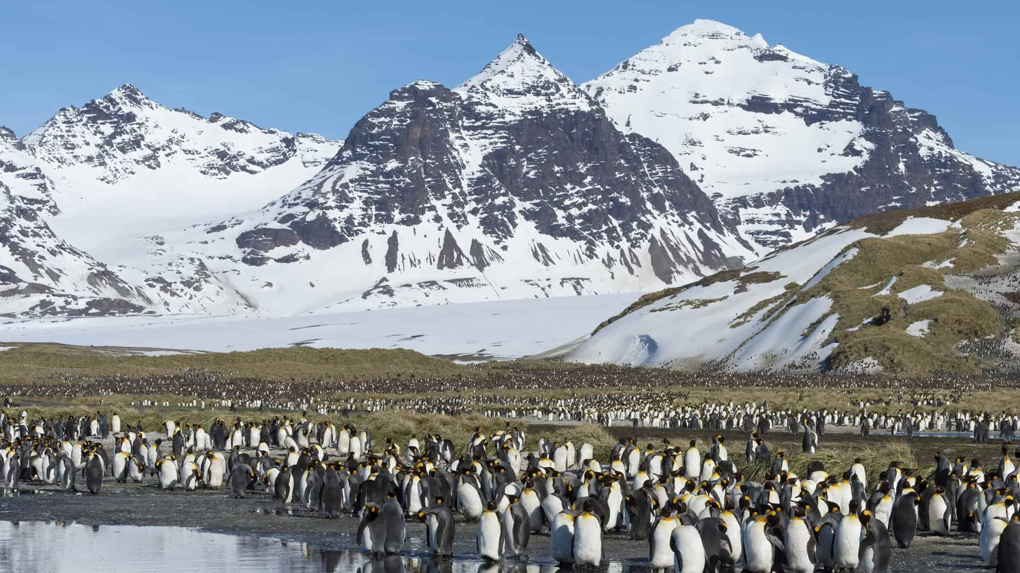 Thousands of king penguins gather on a snowy and grassy plain with towering, snow-covered mountains behind them.