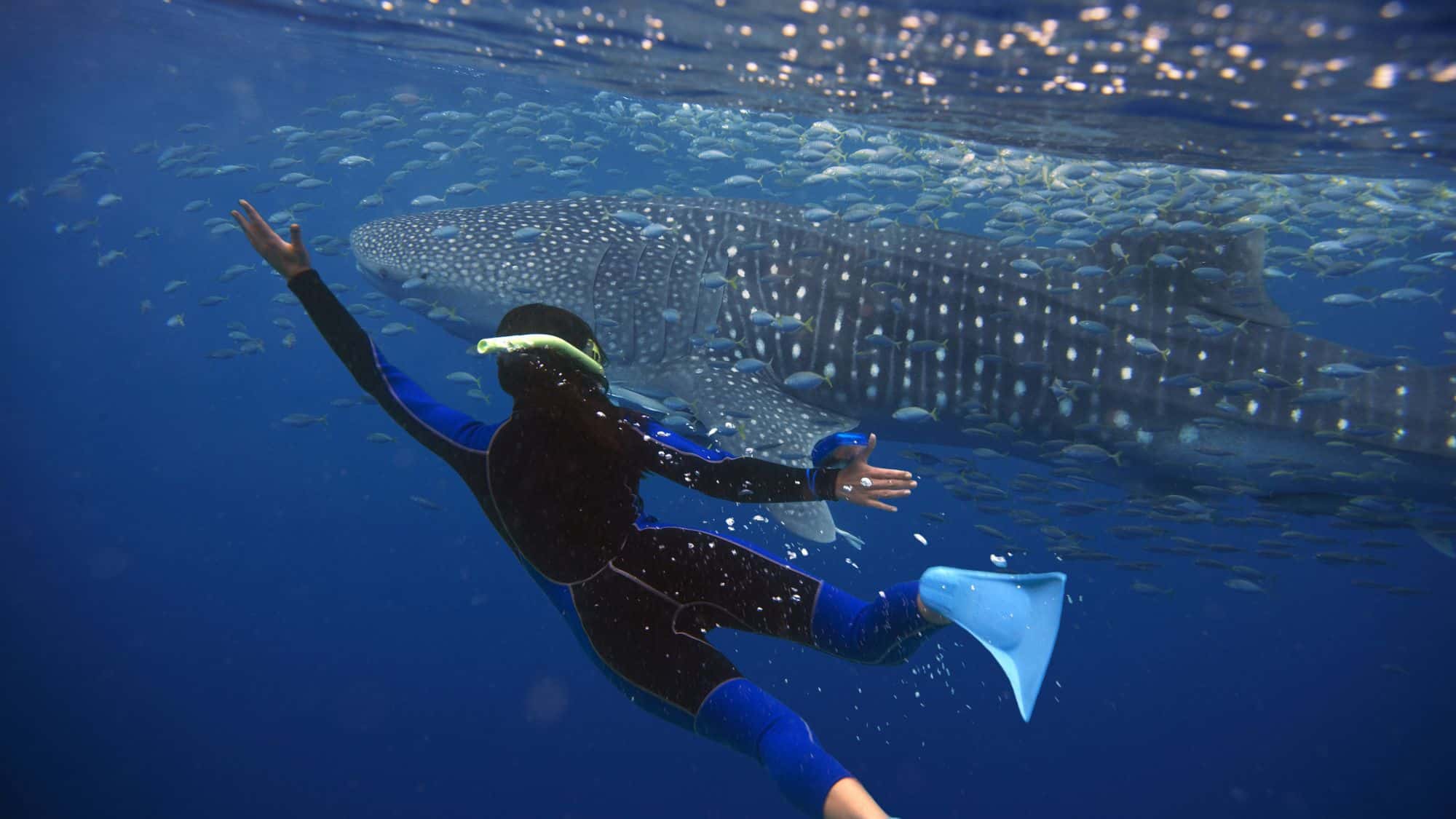 A snorkeler in fins and wetsuit swims alongside a massive whale shark and a school of fish.