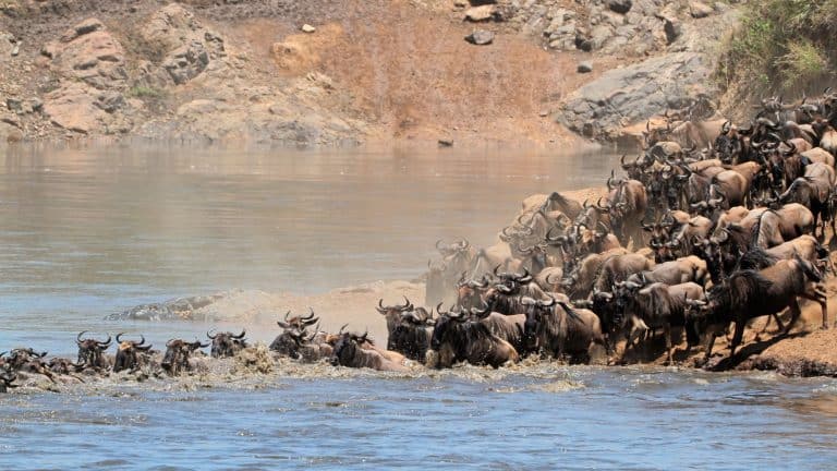 A large group of wildebeest plunge into a river, splashing as they begin a migration crossing.