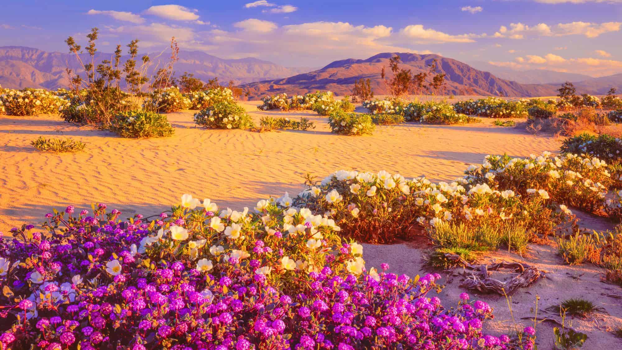 A vivid carpet of purple and white wildflowers blankets the golden sand of a desert landscape, with distant mountains glowing in soft sunset light.