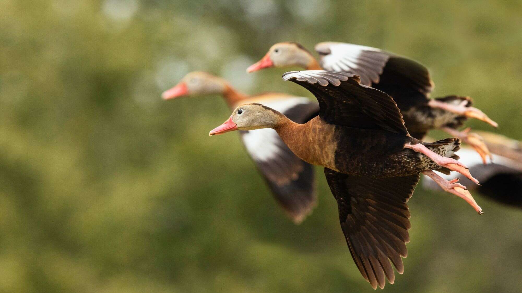 A close-up of four black-bellied whistling ducks mid-flight with pink bills, outstretched wings, and blurred green background.