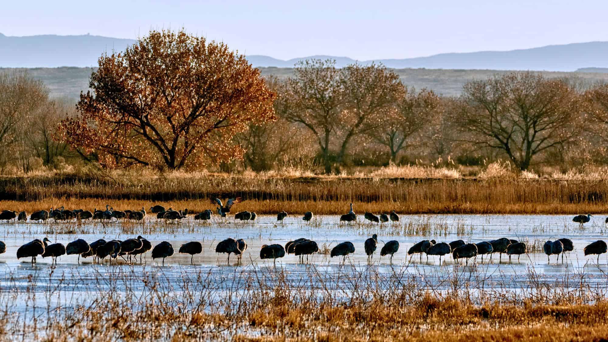 Dozens of sandhill cranes stand and wade through a shallow wetland backed by golden grasses and leafless trees in warm autumn light.