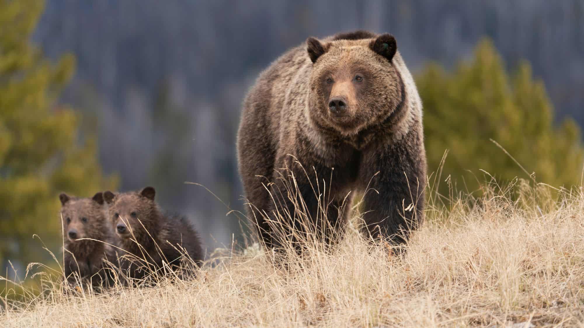 A powerful grizzly bear strides through dry grass with two curious cubs trailing behind, set against a blurred forested backdrop — a vivid glimpse of wildlife in the American West.
