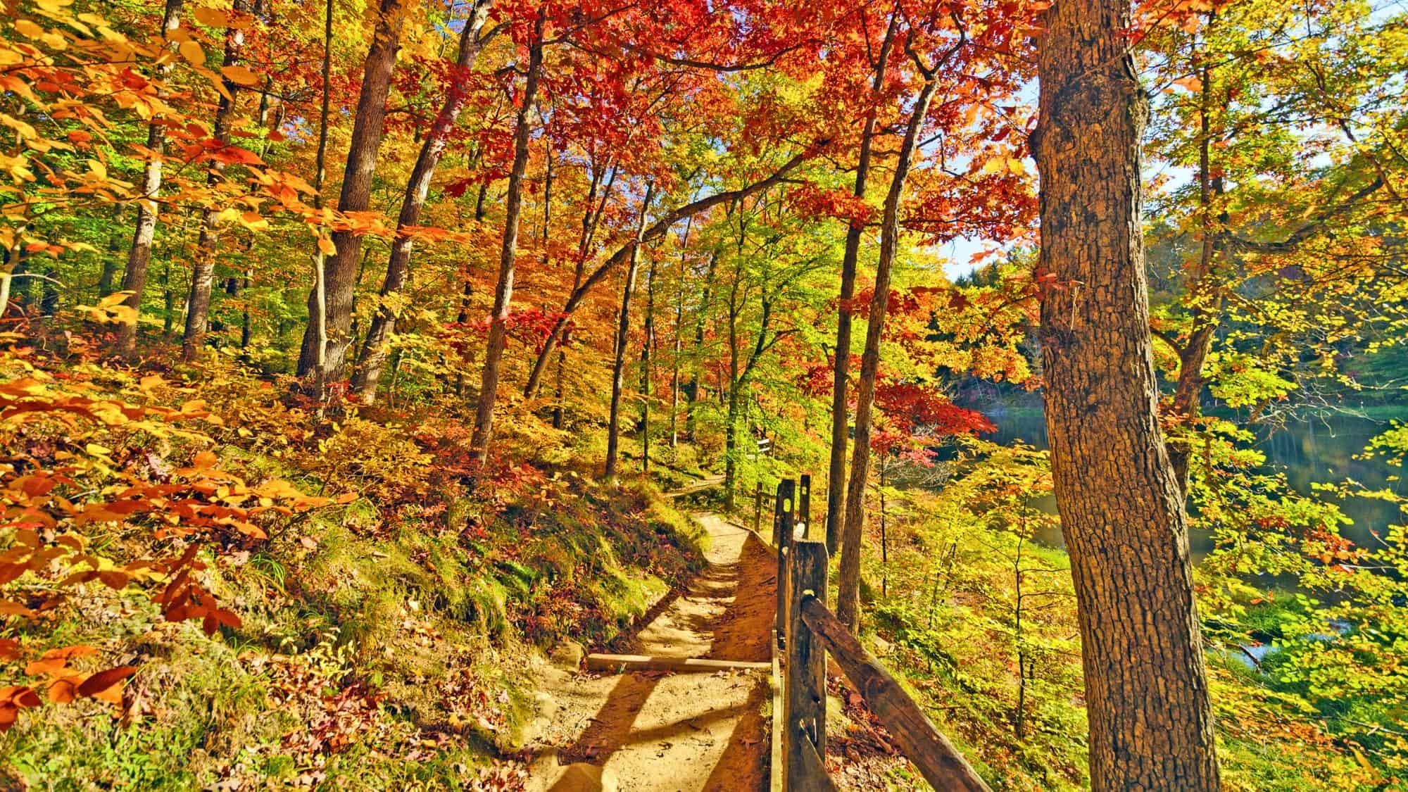 A dirt trail winds through a forest of multicolored autumn trees, bordered by a rustic wooden fence and overlooking a calm lake.