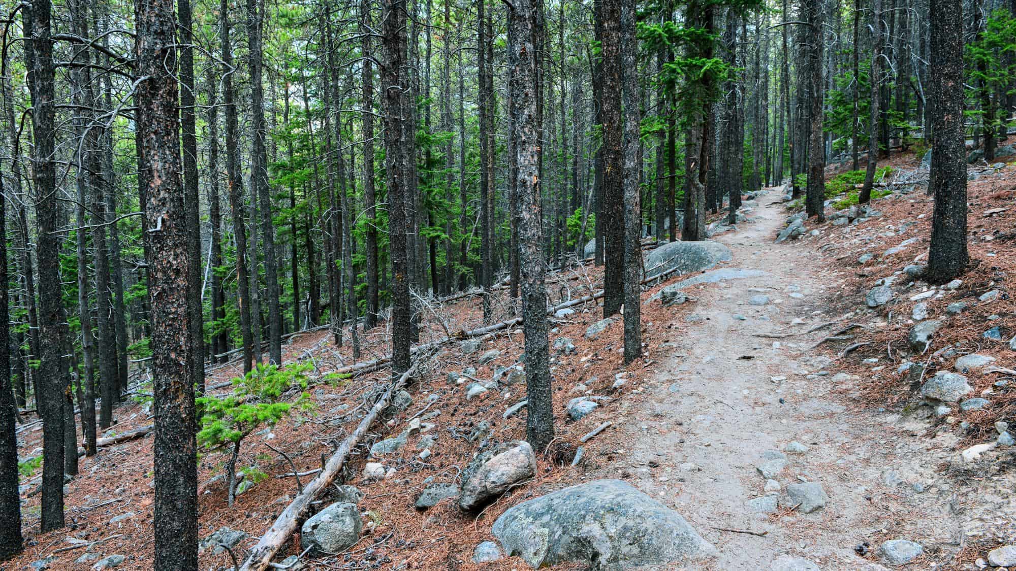 A quiet dirt path winds through a dense forest of tall, thin pine trees, with fallen branches and rocks scattered across the forest floor.