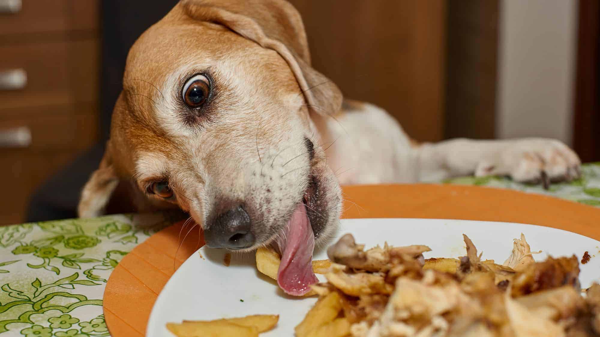 A mischievous dog stretches its tongue out to snag a French fry from a plate of food, its wide eyes reflecting its playful intent.