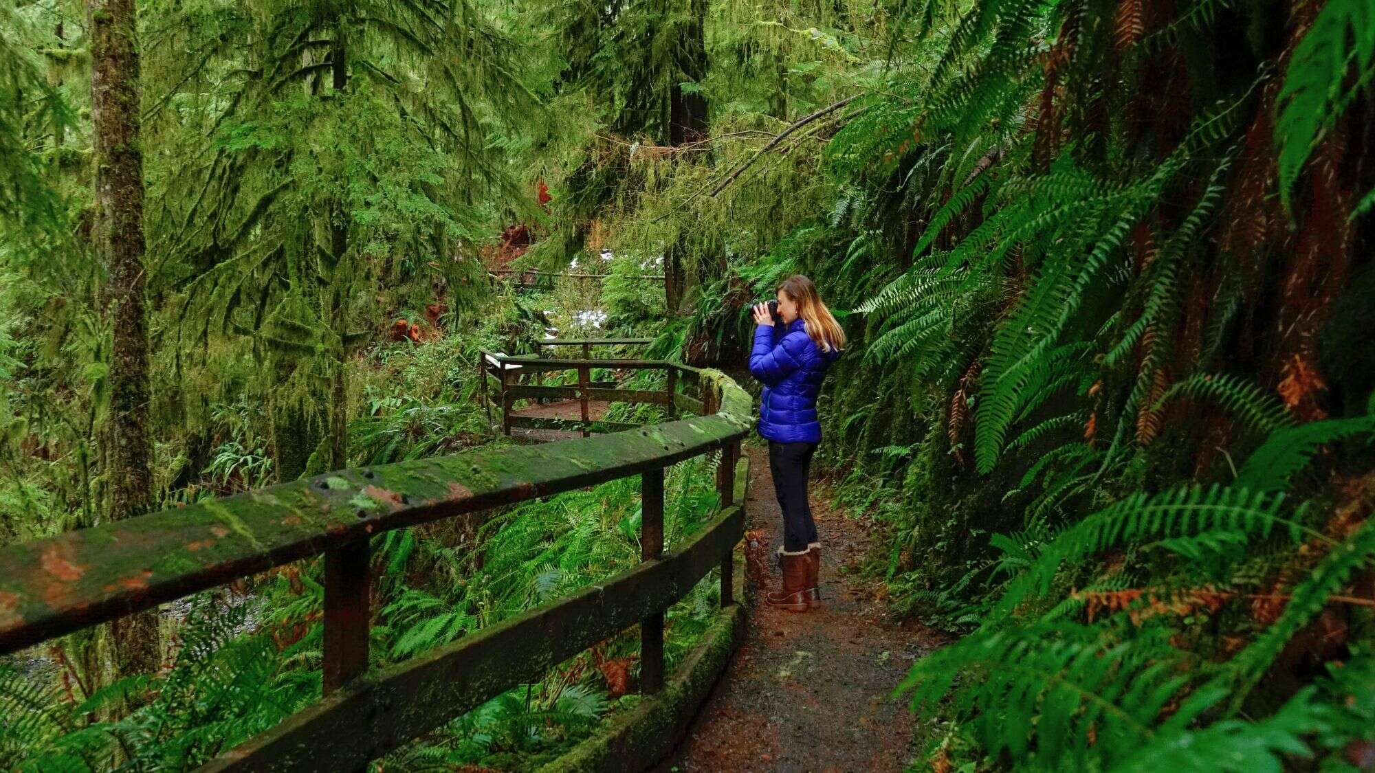 A woman in a blue jacket takes photos from a moss-covered wooden trail deep within a lush, green temperate rainforest.