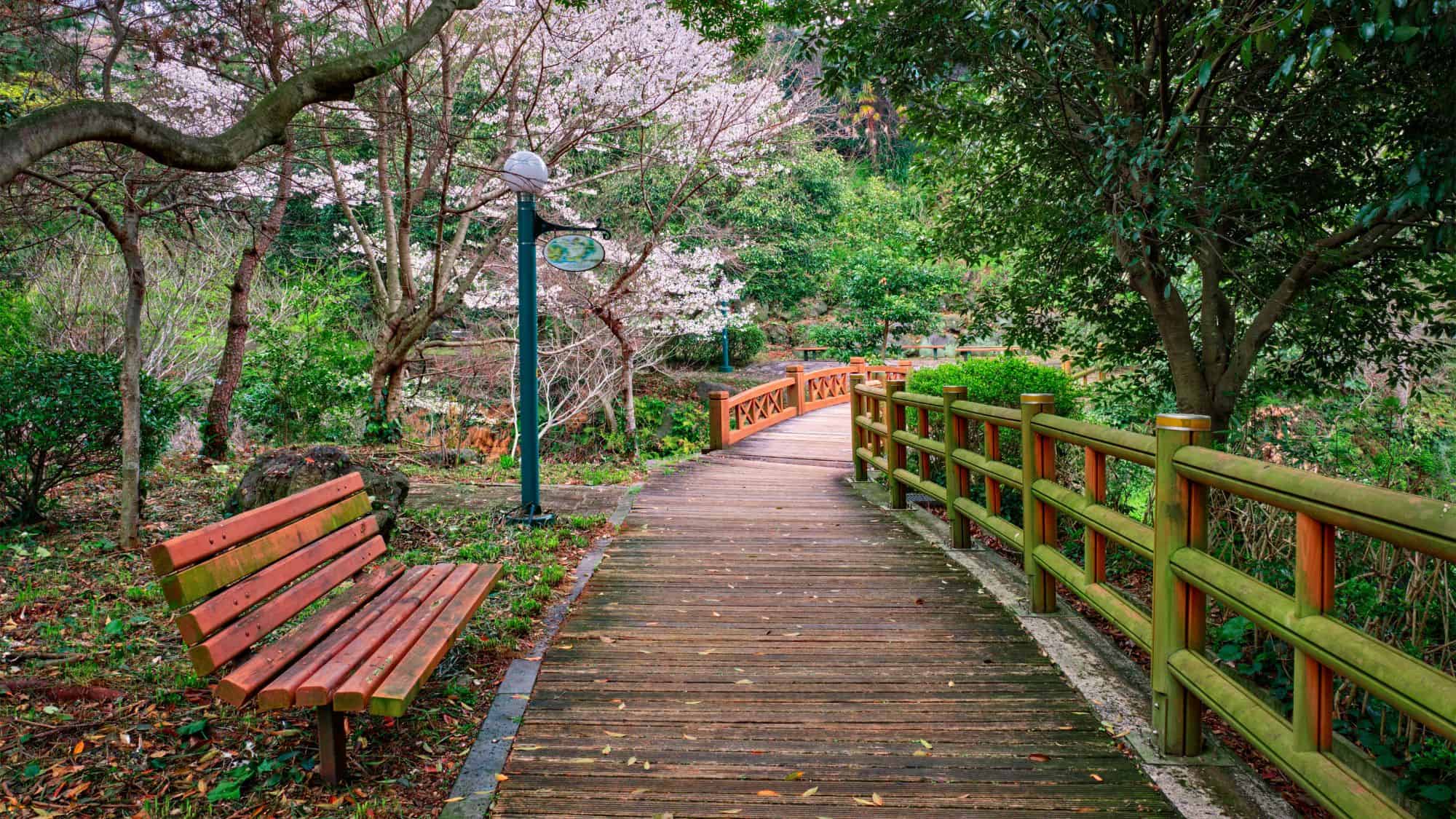 A wooden walkway winds through a tranquil park filled with blooming cherry trees, dense greenery, and a rustic bench beneath the branches.