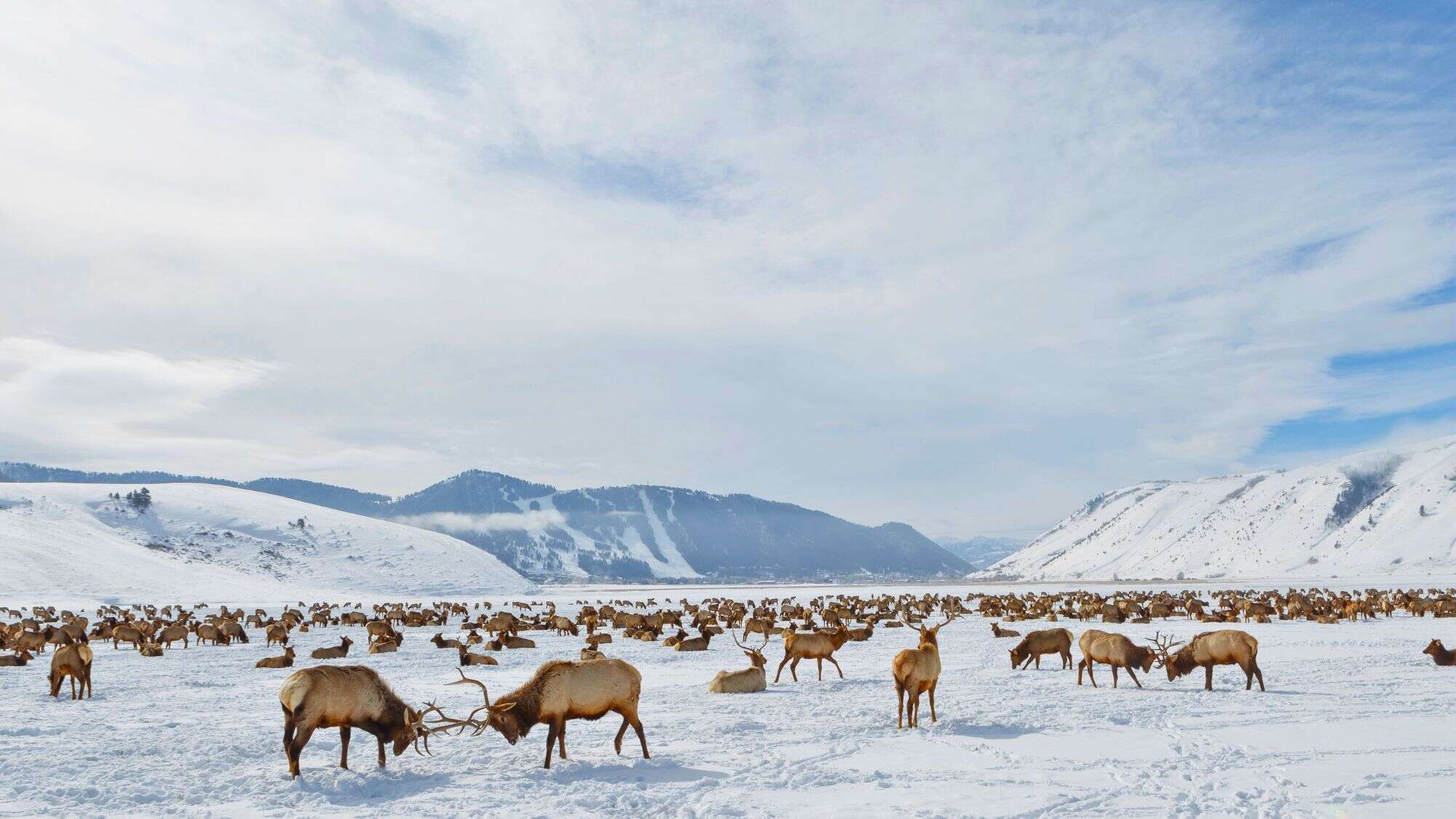 Hundreds of elk, some sparring and others resting, spread across a snowy valley floor framed by soft hills and distant mountains.