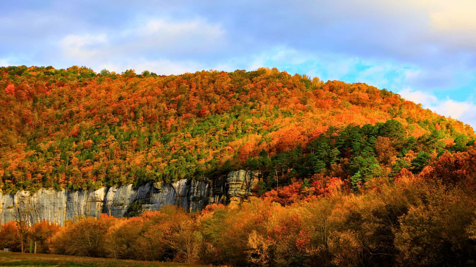 A forested hillside explodes with orange, red, and green foliage above exposed white rock cliffs during peak fall color.