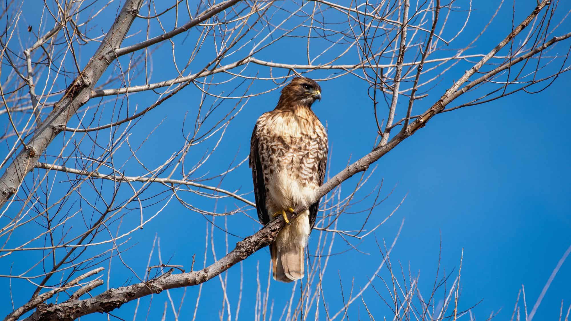 A red-tailed hawk perches confidently on a leafless tree branch, its feathers catching the sunlight against a bright blue sky.