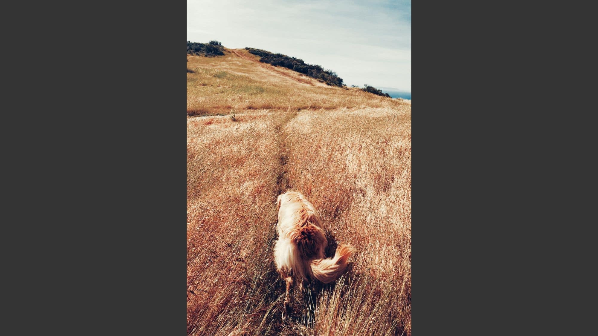 A golden retriever walks through a narrow trail in a sunlit field of tall, golden grass, heading toward a gentle hill.