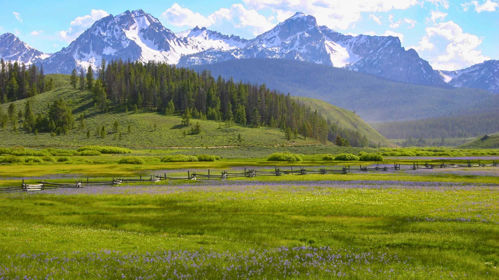 A wide green meadow dotted with purple wildflowers stretches toward jagged, snow-capped peaks beneath a bright blue sky.