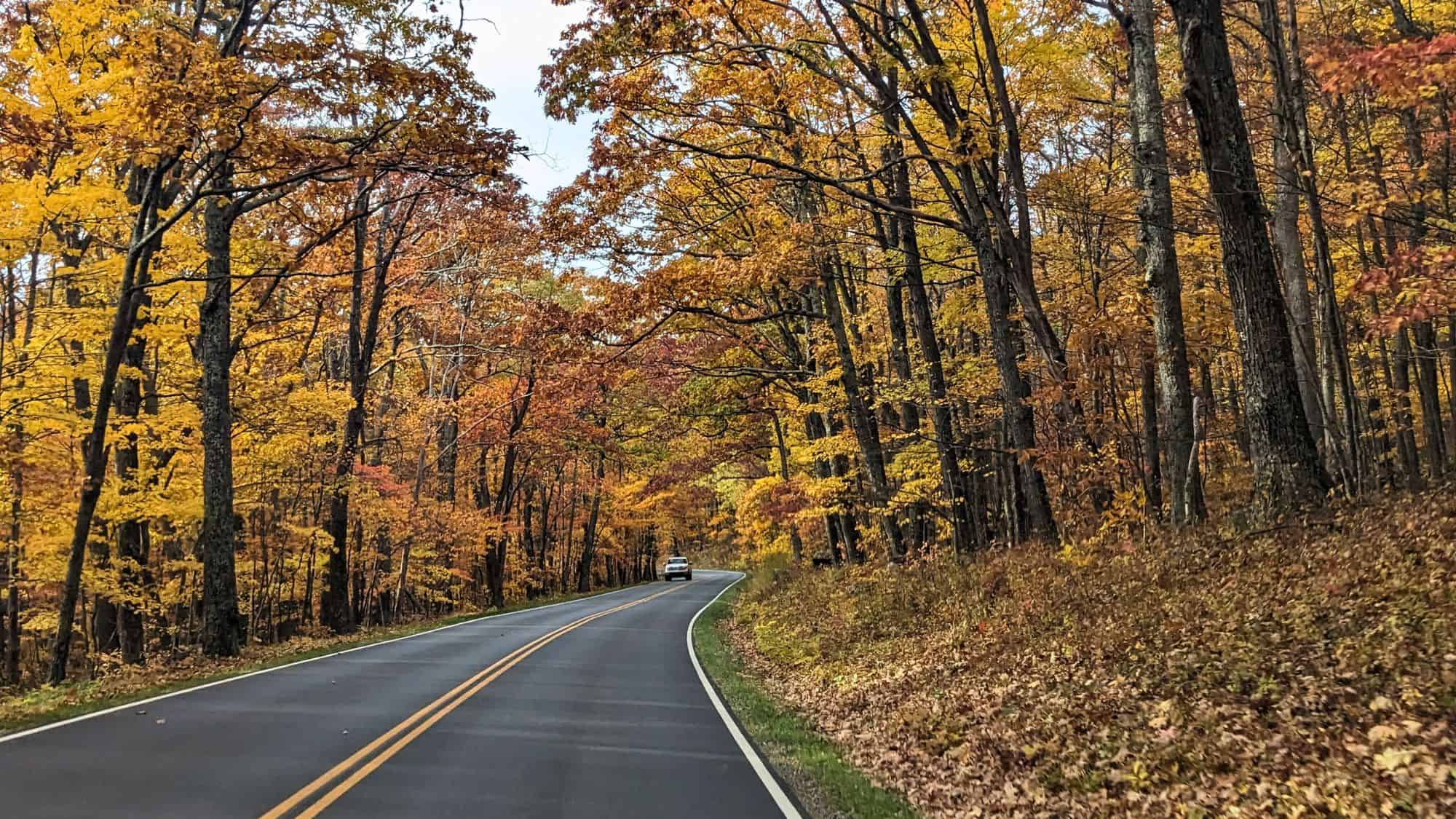 A car drives along a winding two-lane road surrounded by tall trees with golden and orange fall leaves.