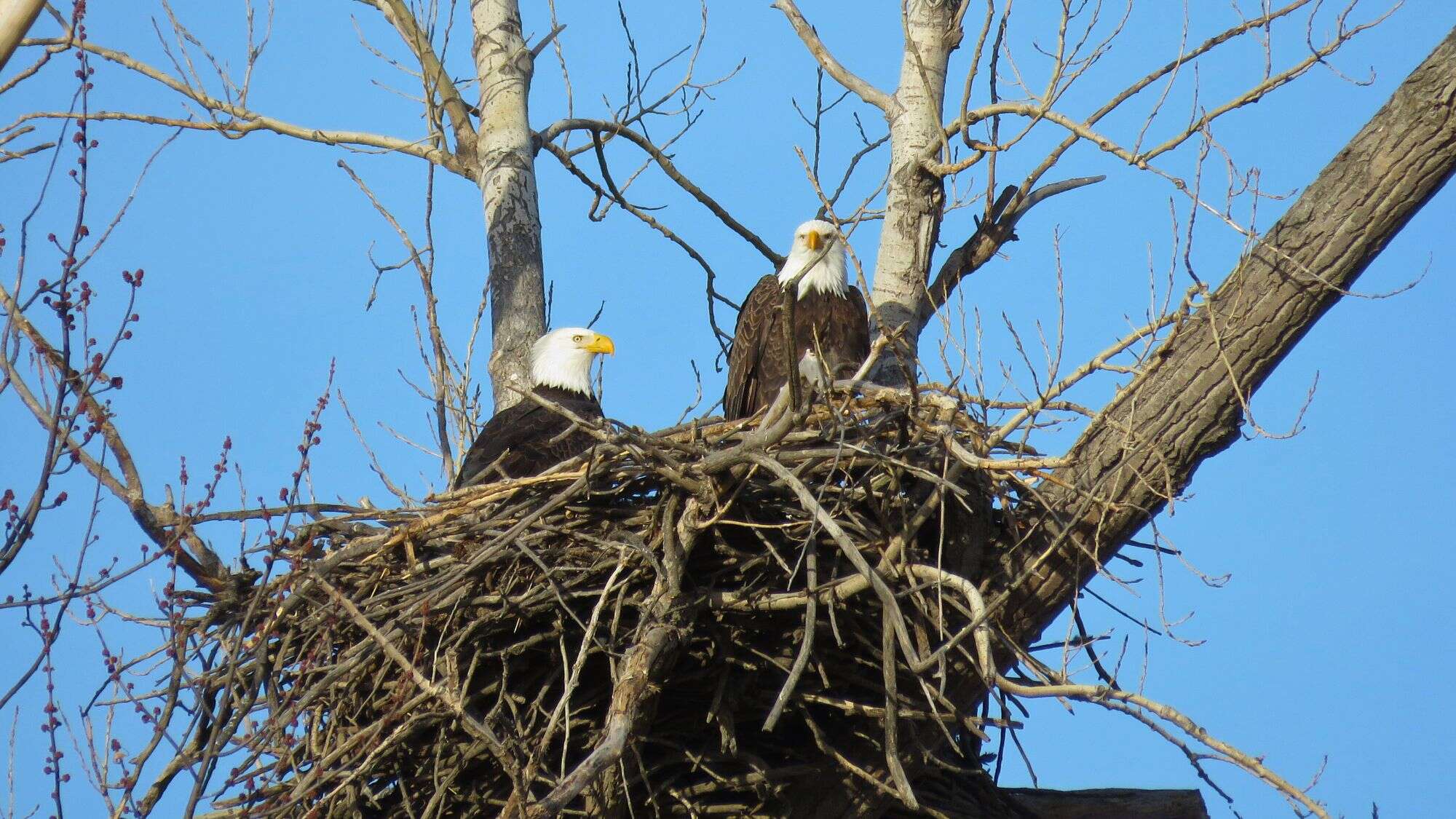 Two bald eagles sit in a massive stick nest high in a bare tree, surveying their surroundings on a clear blue day.