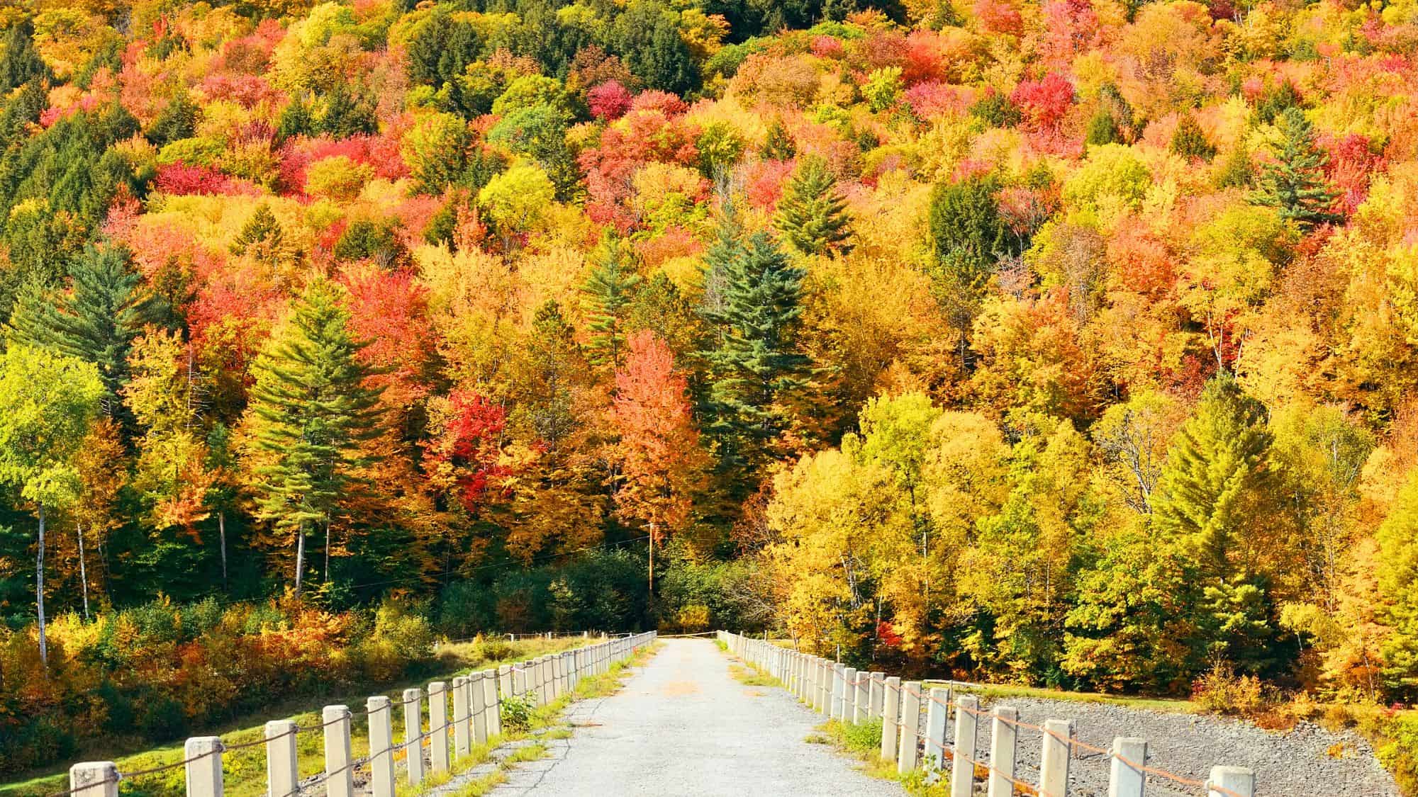 A narrow paved road lined with wooden posts leads into a dense forest bursting with vibrant fall colors in shades of yellow, orange, red, and green.