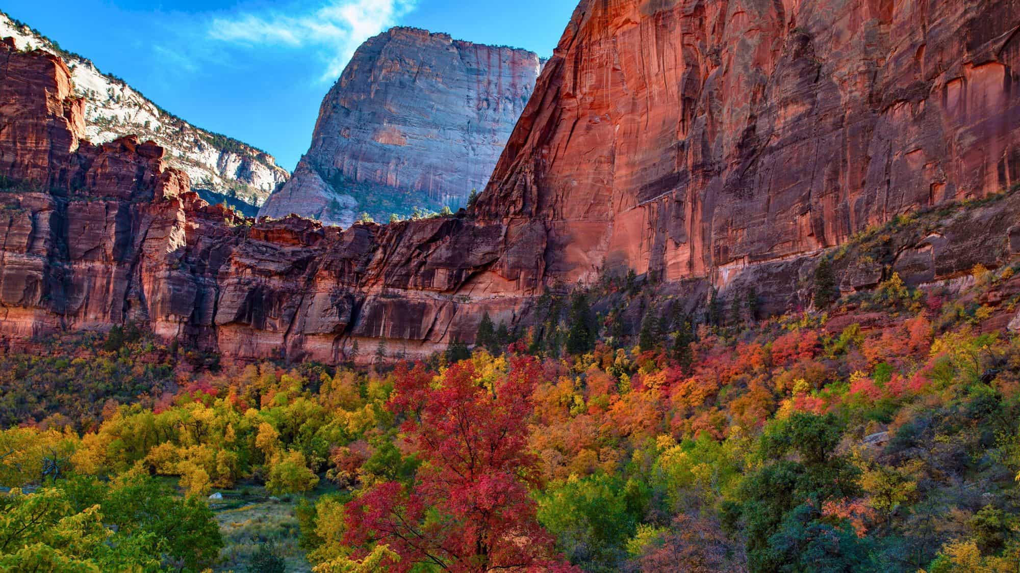 Bright autumn foliage in vivid reds, oranges, and yellows blankets the valley floor beneath towering rust-colored cliffs in a dramatic canyon landscape.