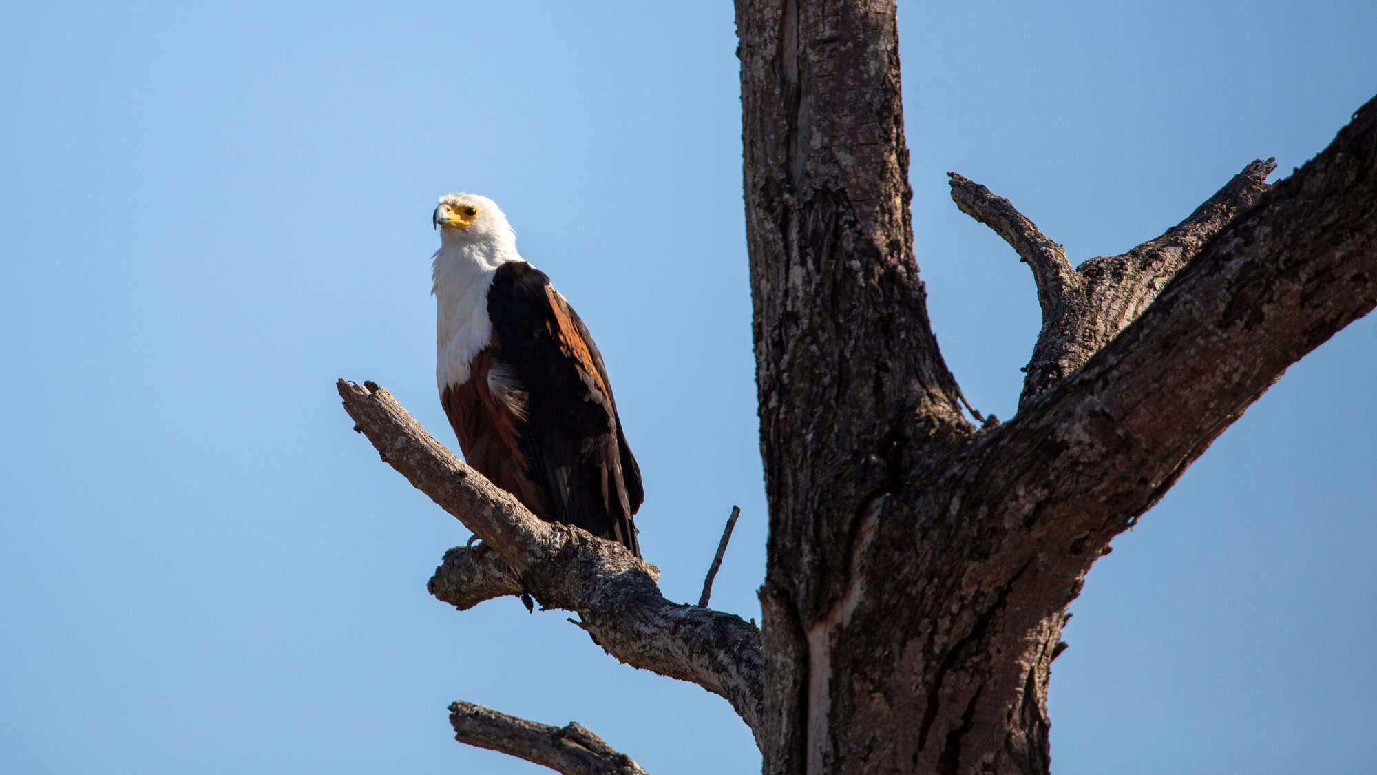 An African fish eagle with a white head and chest perches upright on a dead tree limb, surveying the open sky on a bright, clear day.