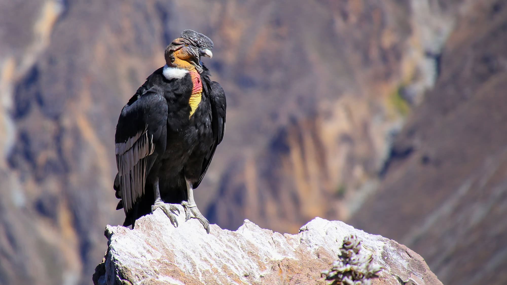 An Andean condor perches on a high rock ledge, its black body and bold white collar contrasting with vibrant red, orange, and yellow skin on its neck.