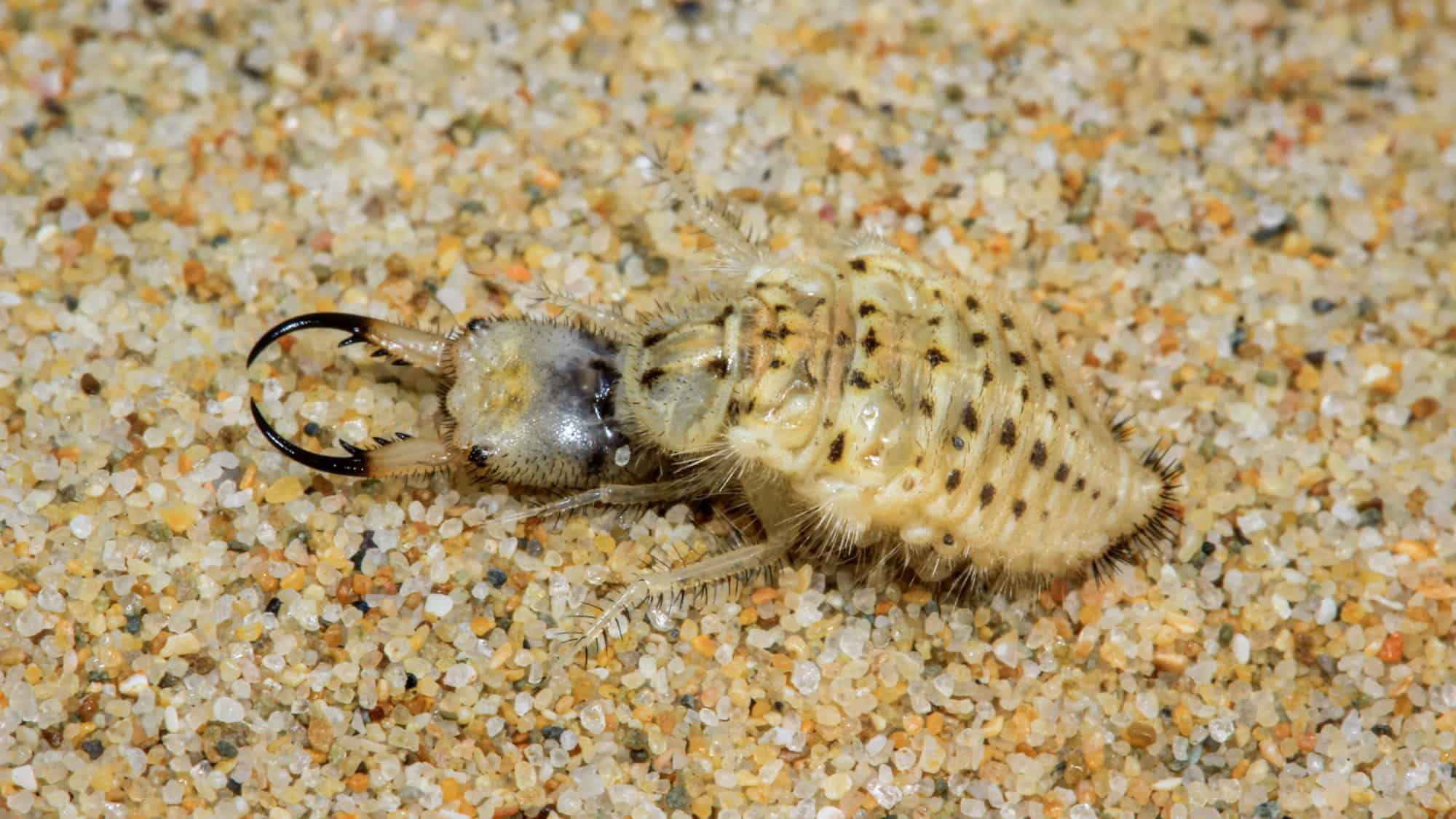 A fierce-looking antlion larva with bristly body and large, sickle-shaped jaws lies buried in coarse sand grains, ready to ambush prey.