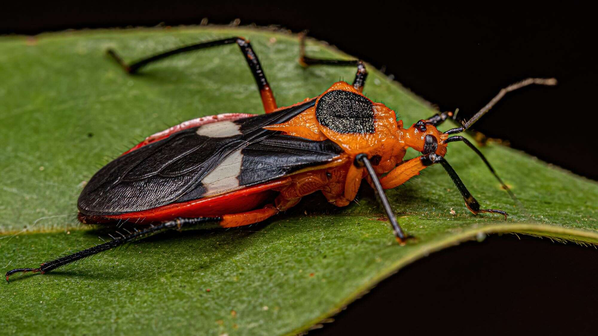 This vivid orange and black assassin bug displays its textured wings and long antennae while perched on a green leaf, captured in sharp macro detail.
