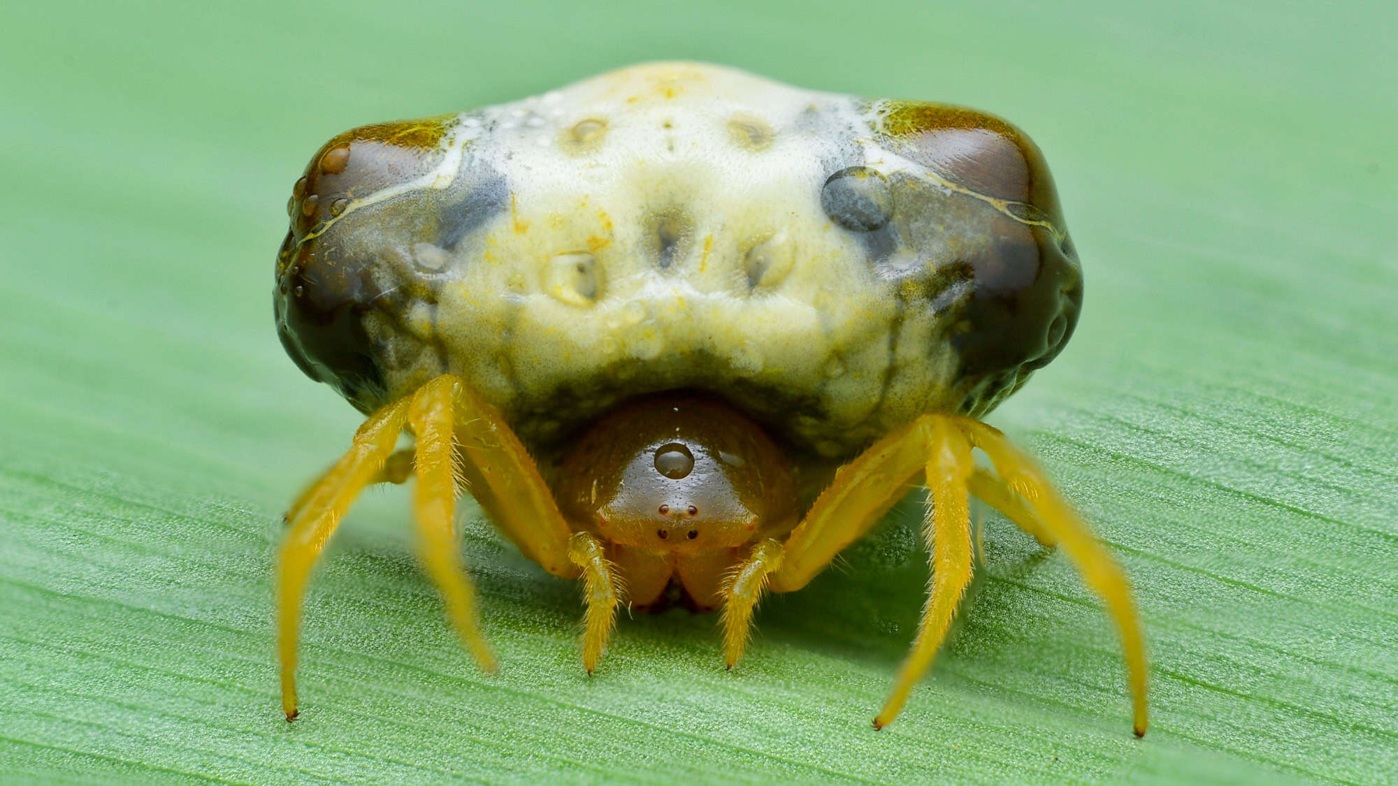 A detailed macro shot of an orb-weaver spider shows its bulbous, bumpy abdomen with mottled brown and cream colors, resting on a smooth green leaf.