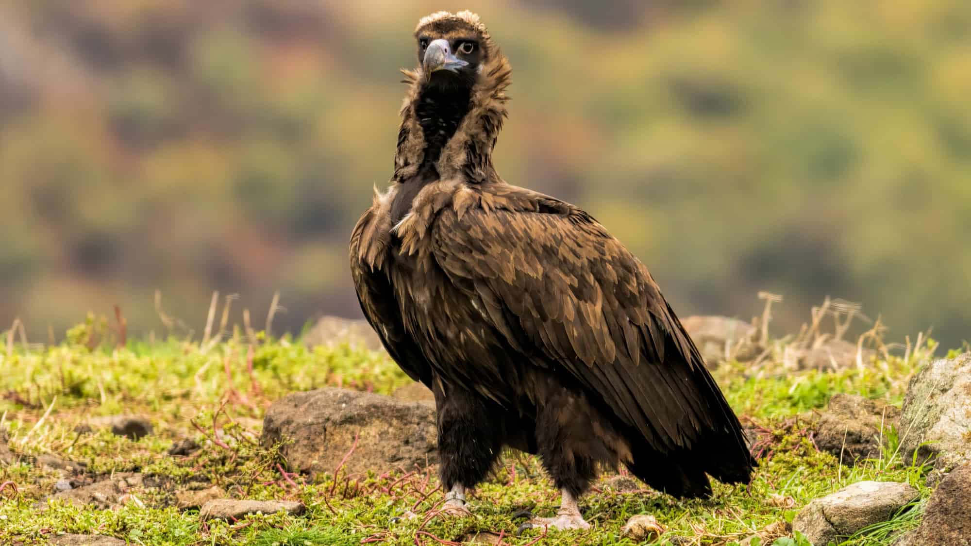 A cinereous vulture stands alert on rocky, green terrain, its thick brown plumage fluffed and its intense gaze framed by a hood of feathers.