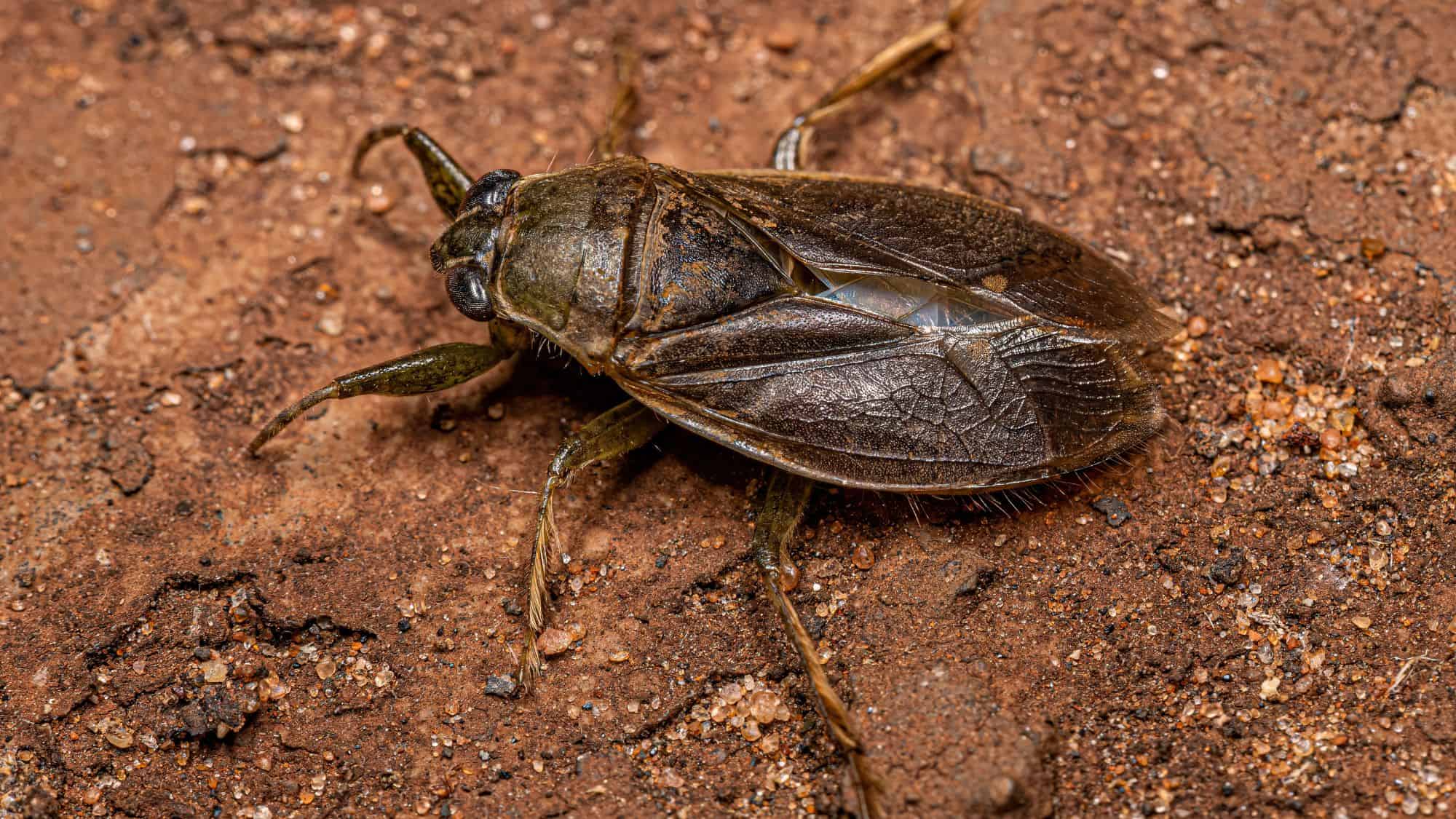 This large brown aquatic insect, also known as a toe-biter, rests on dry soil with its folded wings and clawed front legs clearly visible.