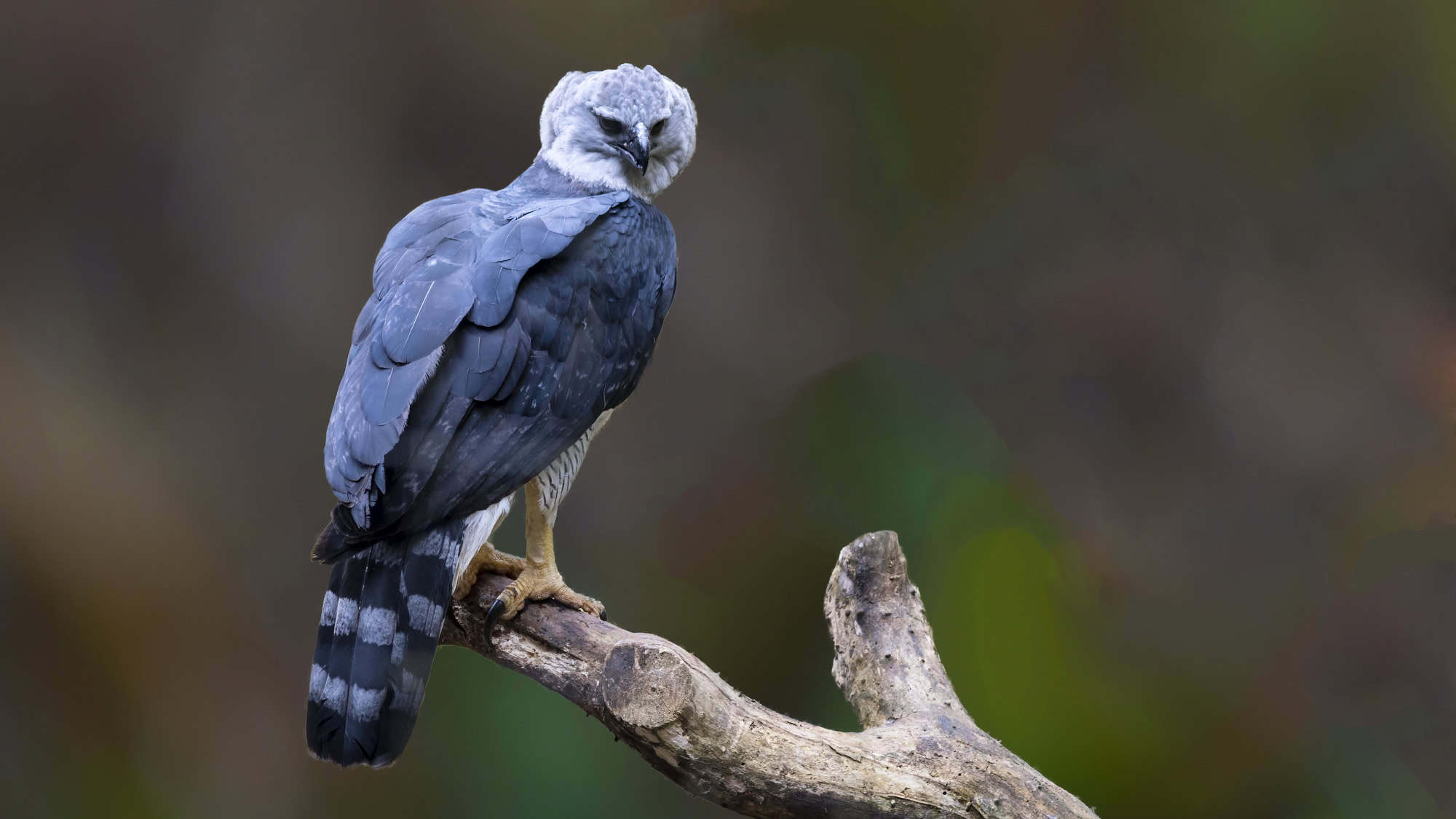 A striking harpy eagle perches on a gnarled tree branch, its slate-gray feathers and fierce expression standing out against a soft, blurred forest background.