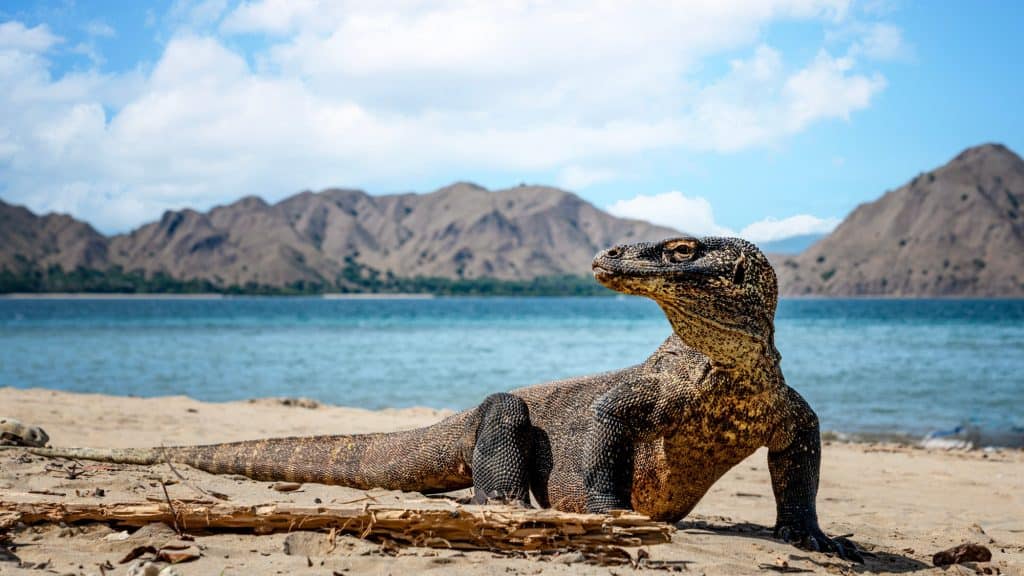 A massive Komodo dragon rests on a sandy beach, with the blue sea and rugged Komodo Island mountains stretching out behind it.