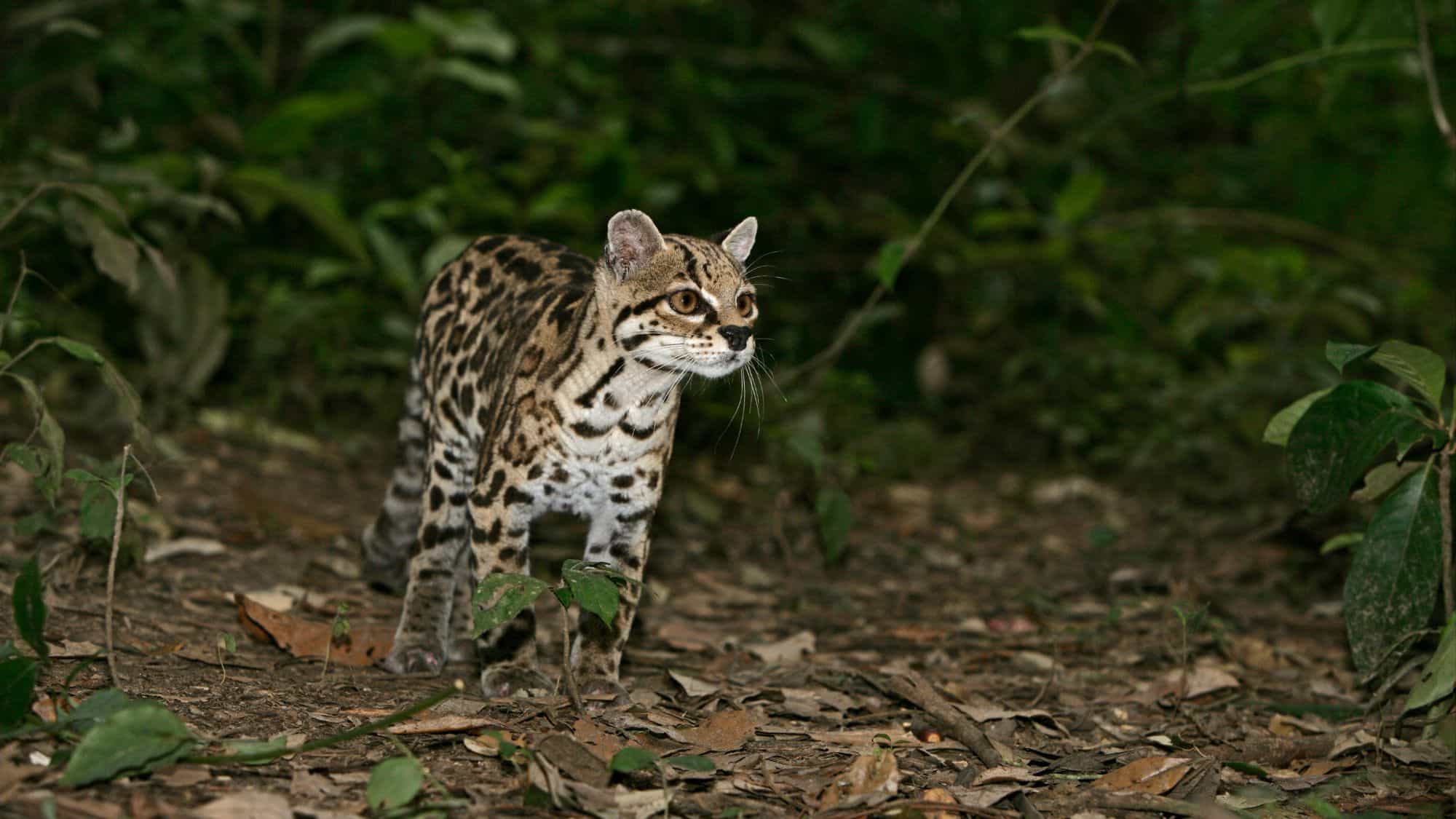 A small wild cat with striking rosette markings cautiously explores the forest floor, partially hidden among leaves and dense jungle vegetation.