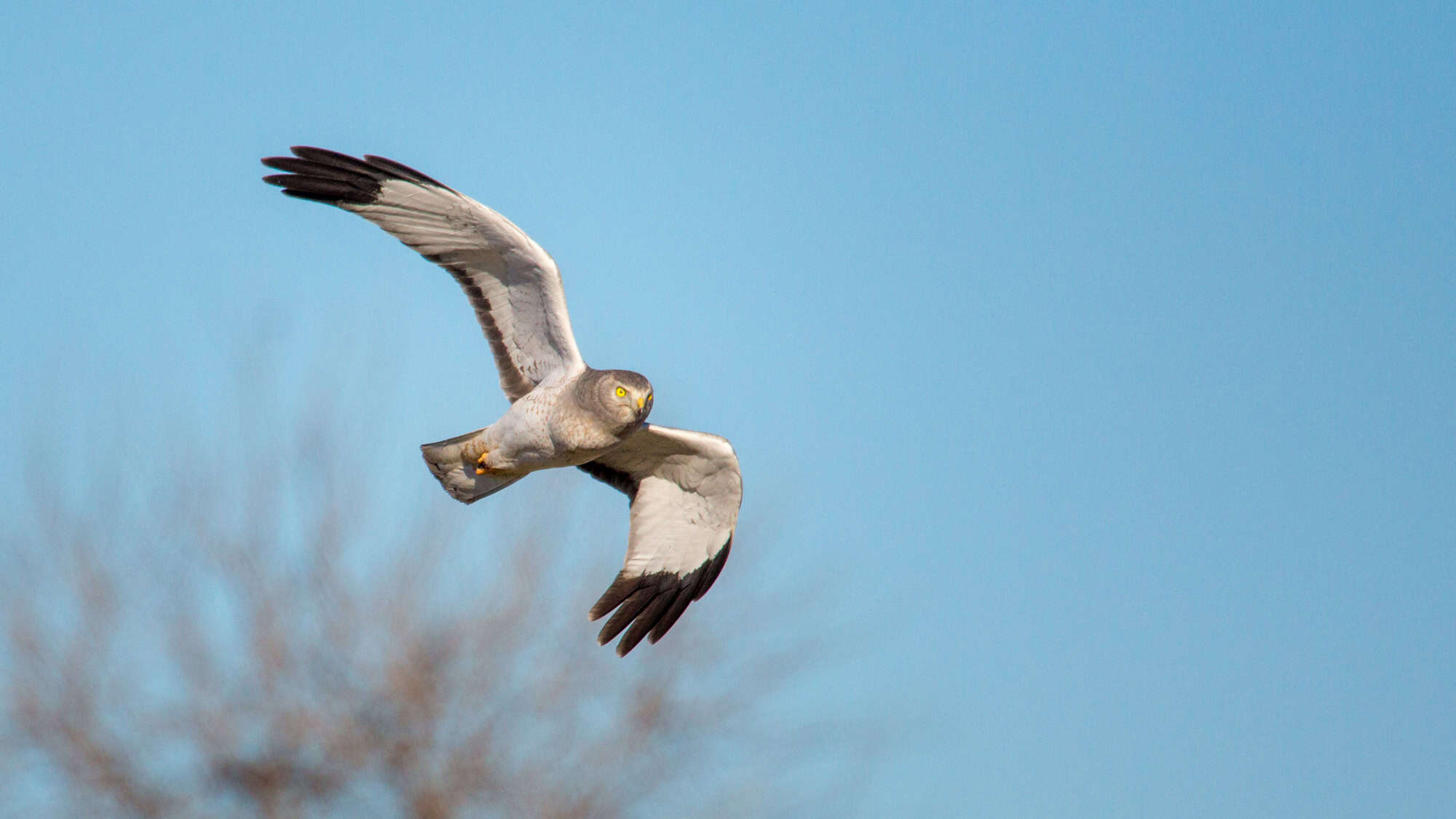 A male northern harrier glides in a banking turn against a clear blue sky, its yellow eyes locked onto something below.