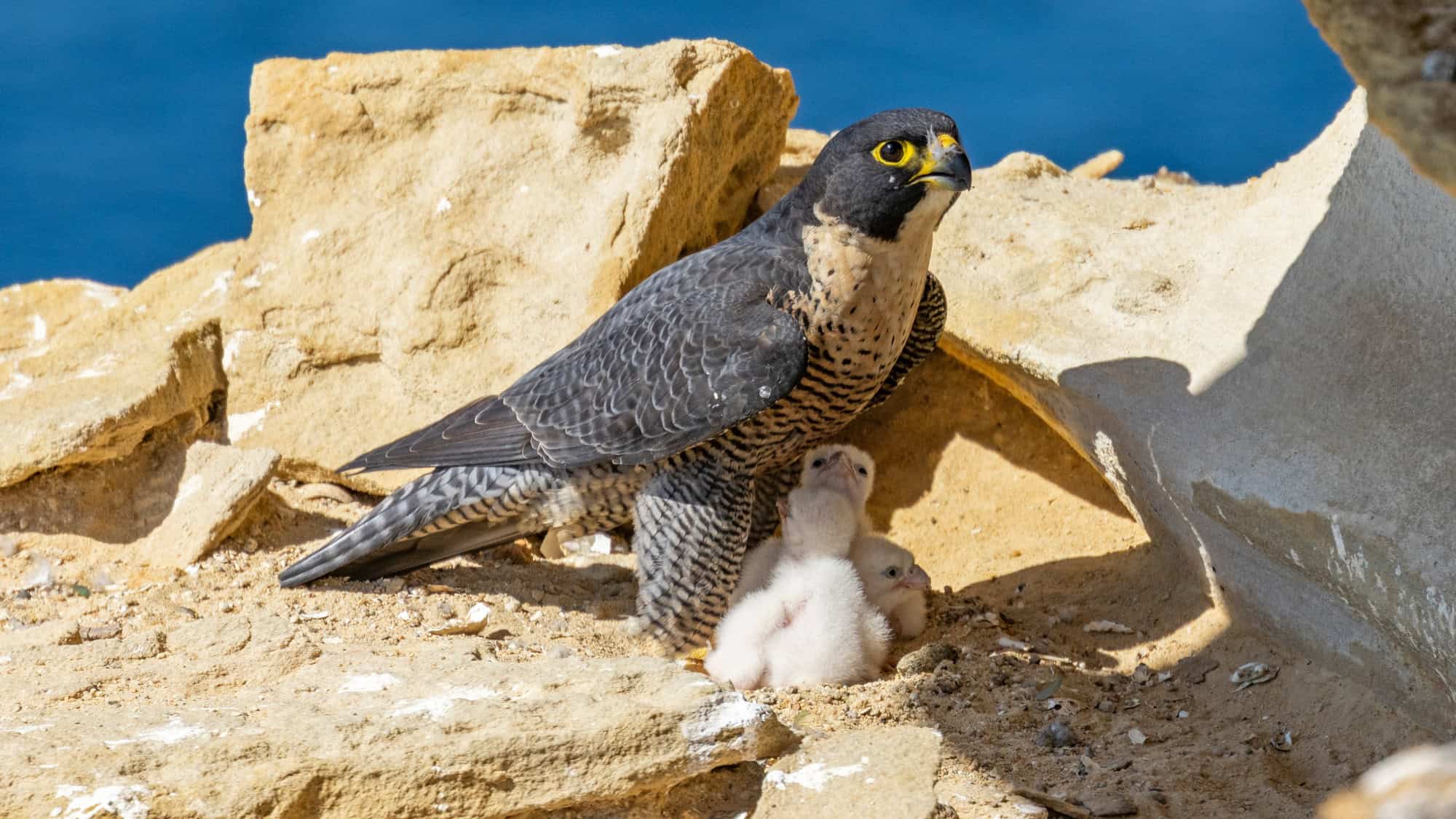 A peregrine falcon shields two fluffy white chicks beneath her body, nestled in a sandy cliffside nest with the ocean in the background.