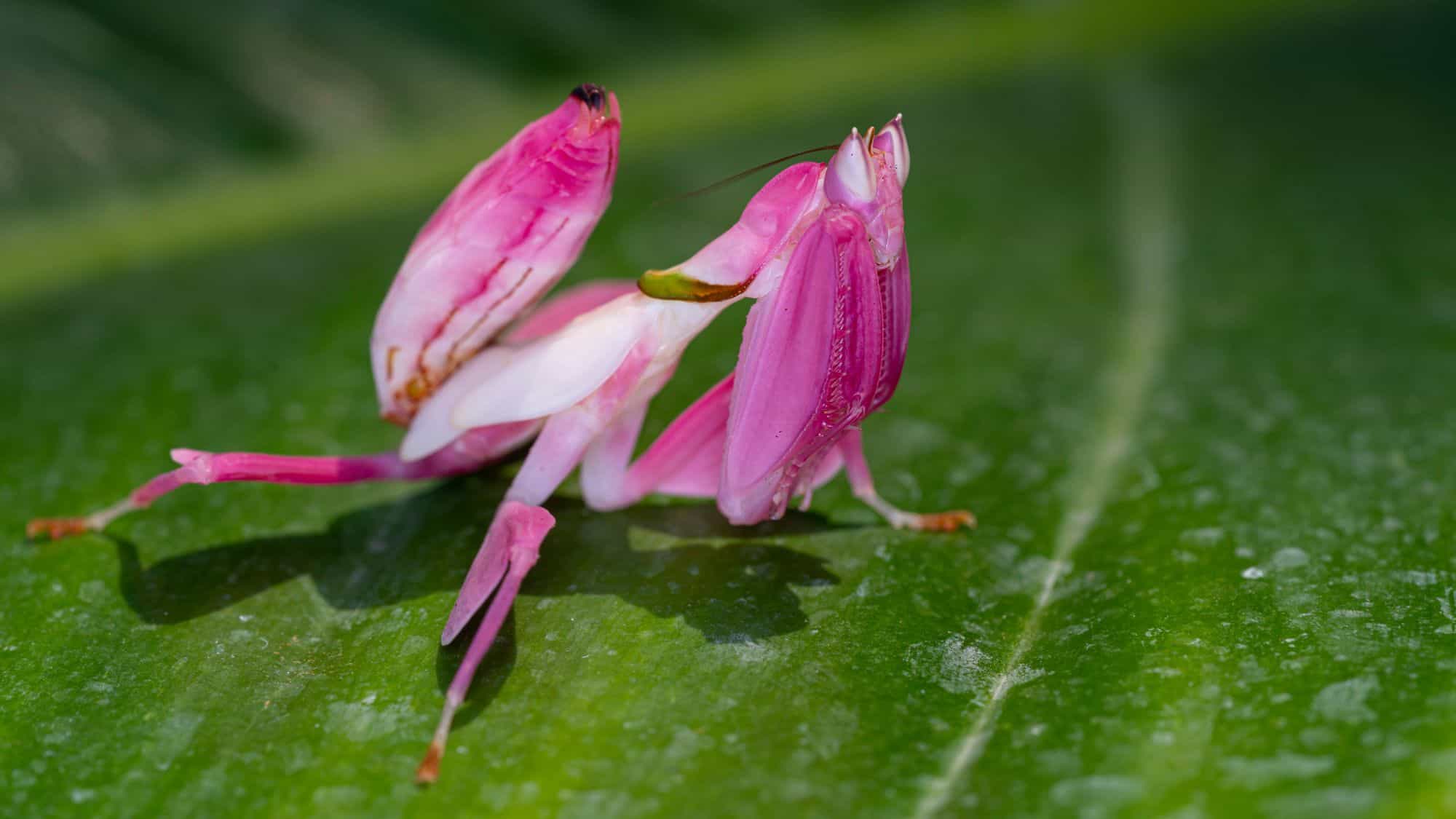 A bright pink and white orchid mantis blends with its leafy green background, mimicking a flower petal with its delicate legs and raptorial forearms raised.
