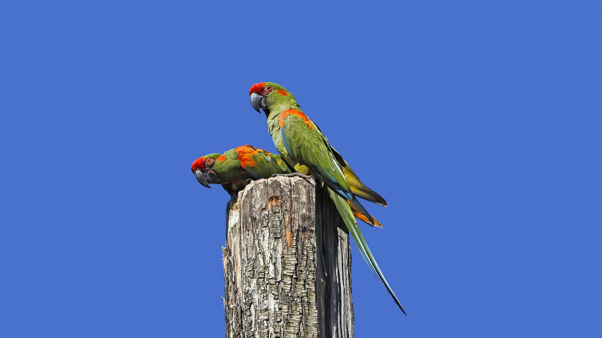 Two colorful green and red macaws perch on top of a weathered wooden post against a vivid blue sky, one bird alert and the other pecking downward.
