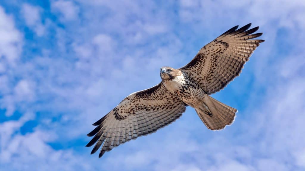 A red-tailed hawk soars overhead with wings outstretched, revealing its pale underbelly and patterned feathers against a blue sky with wispy clouds.