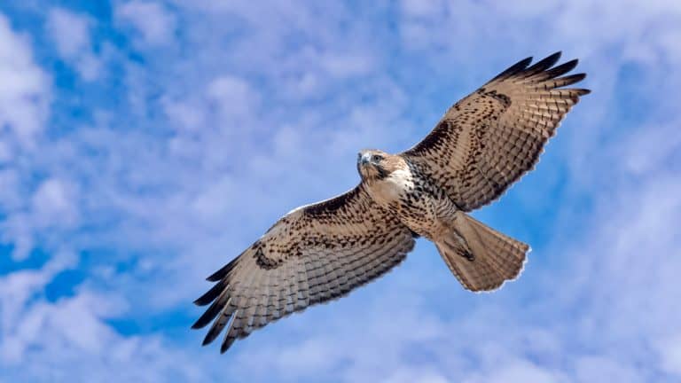 A red-tailed hawk soars overhead with wings outstretched, revealing its pale underbelly and patterned feathers against a blue sky with wispy clouds.