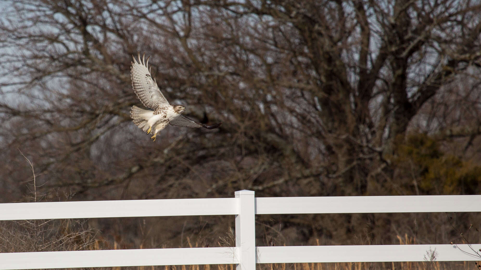 A hawk with speckled underwings lifts off over a white fence, wings fully extended as it soars in front of bare winter trees.