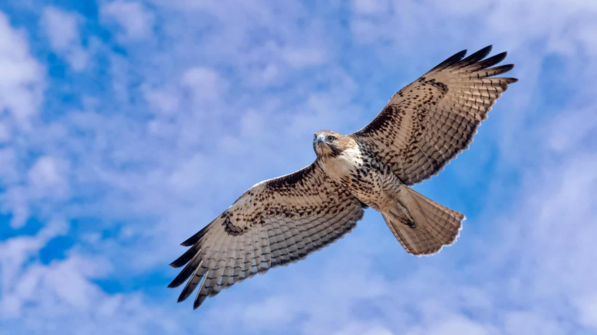A red-tailed hawk soars overhead with wings outstretched, revealing its pale underbelly and patterned feathers against a blue sky with wispy clouds.
