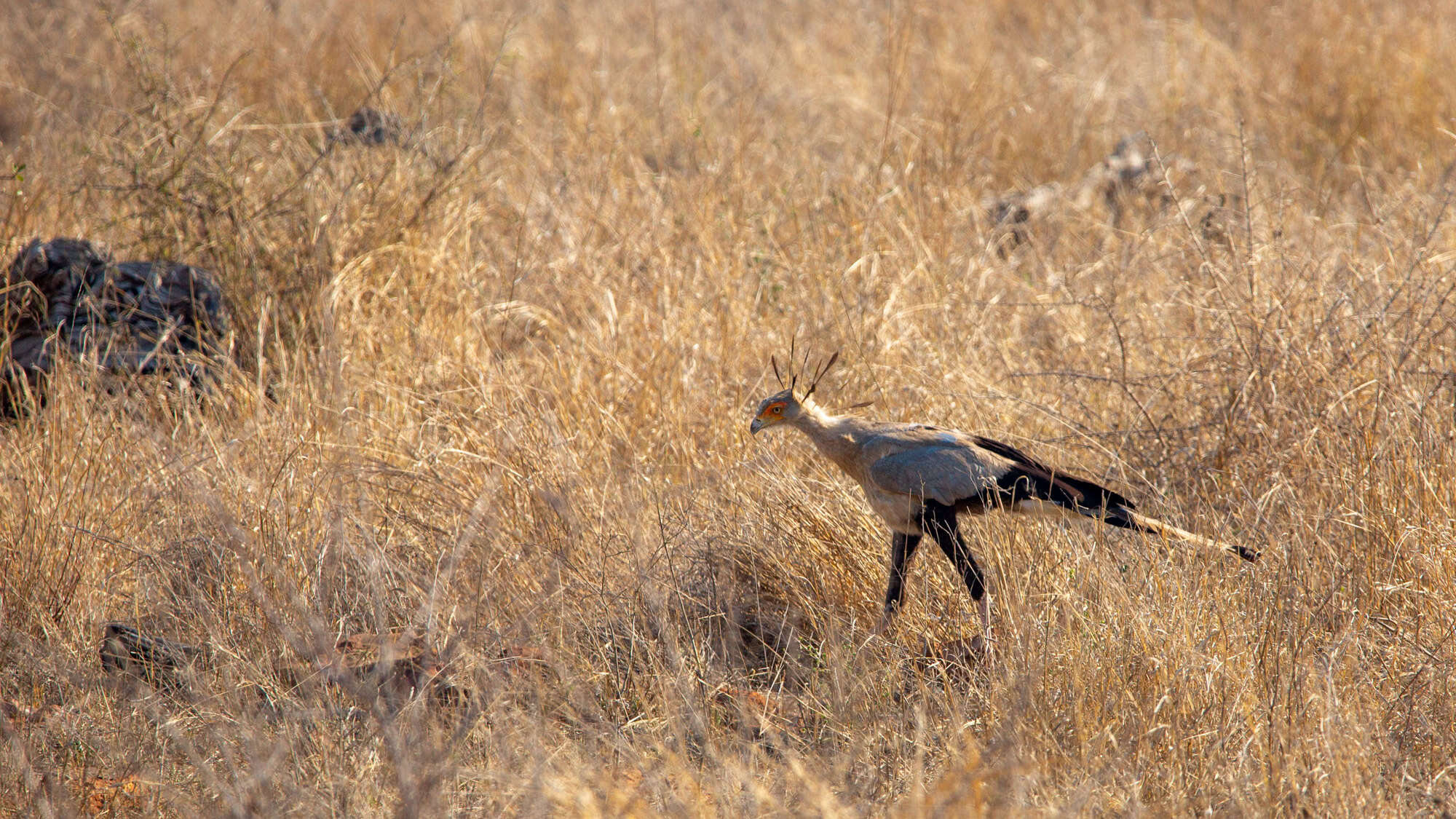 A secretary bird strides through tall, golden savanna grass with its long black tail feathers trailing and crest feathers raised.