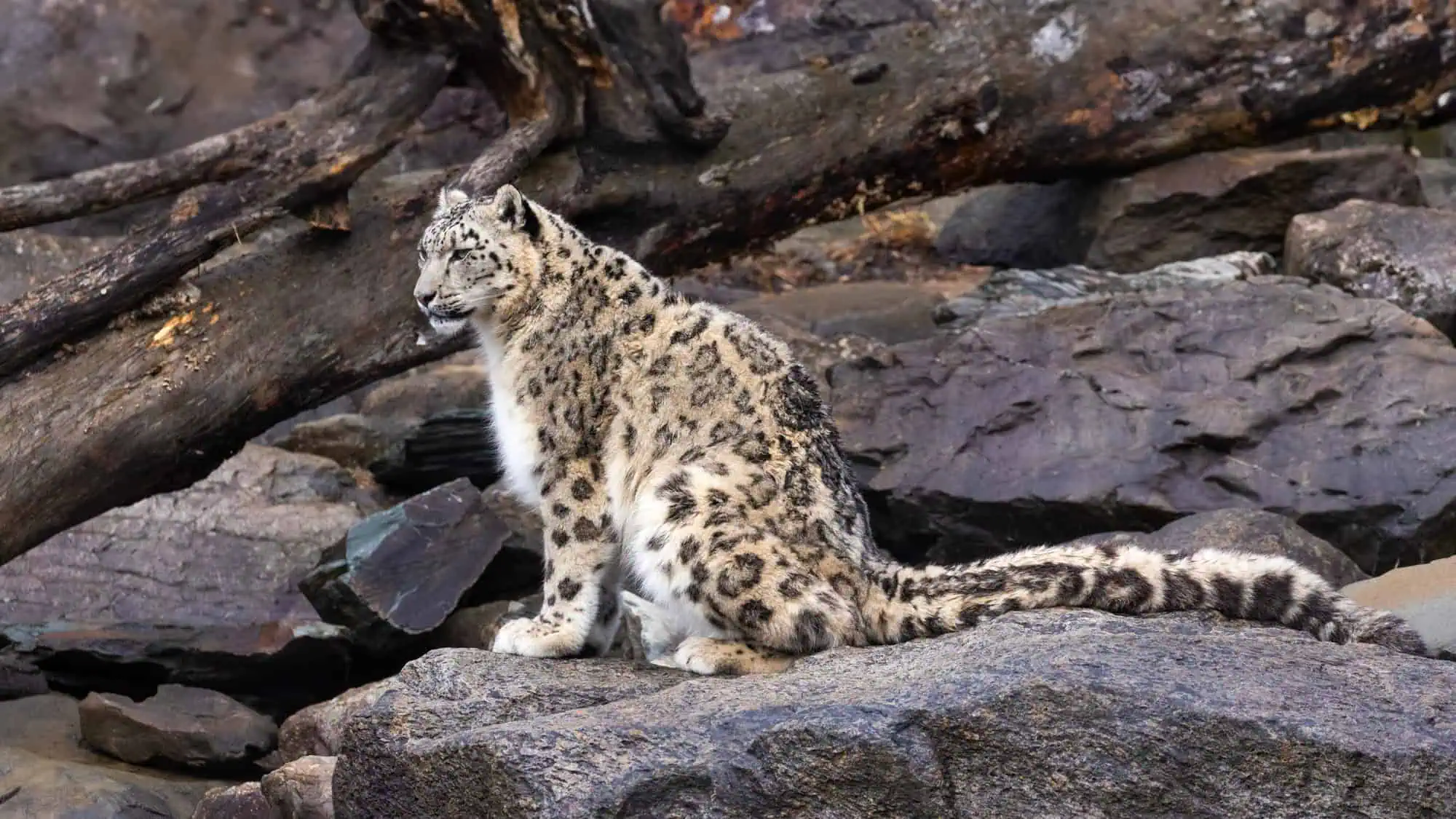 A snow leopard sits upright on a boulder, surrounded by rugged terrain and fallen logs, its gaze focused intently into the distance.