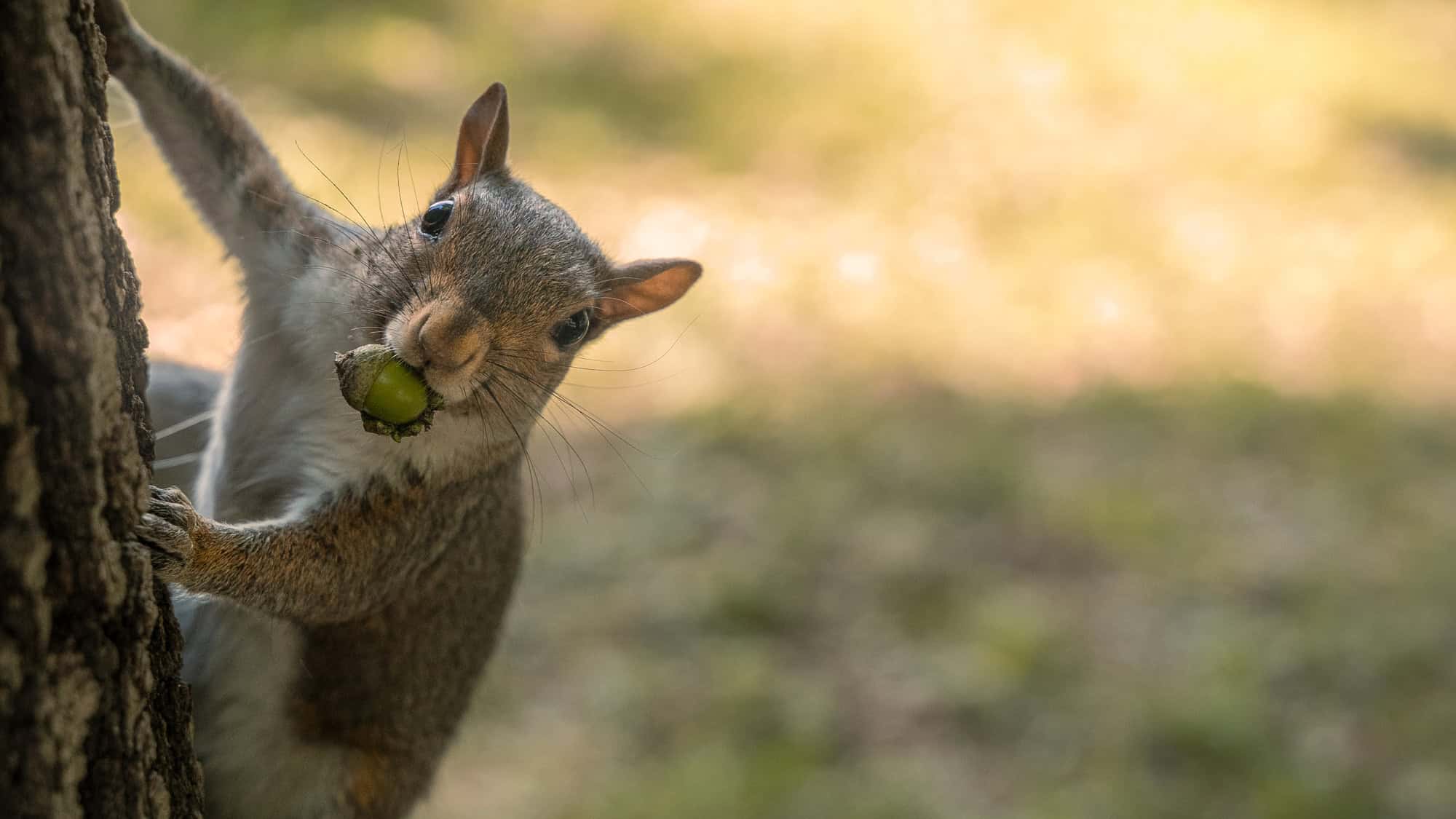 A curious squirrel clings to the side of a tree while holding a green acorn in its mouth, staring directly at the camera.