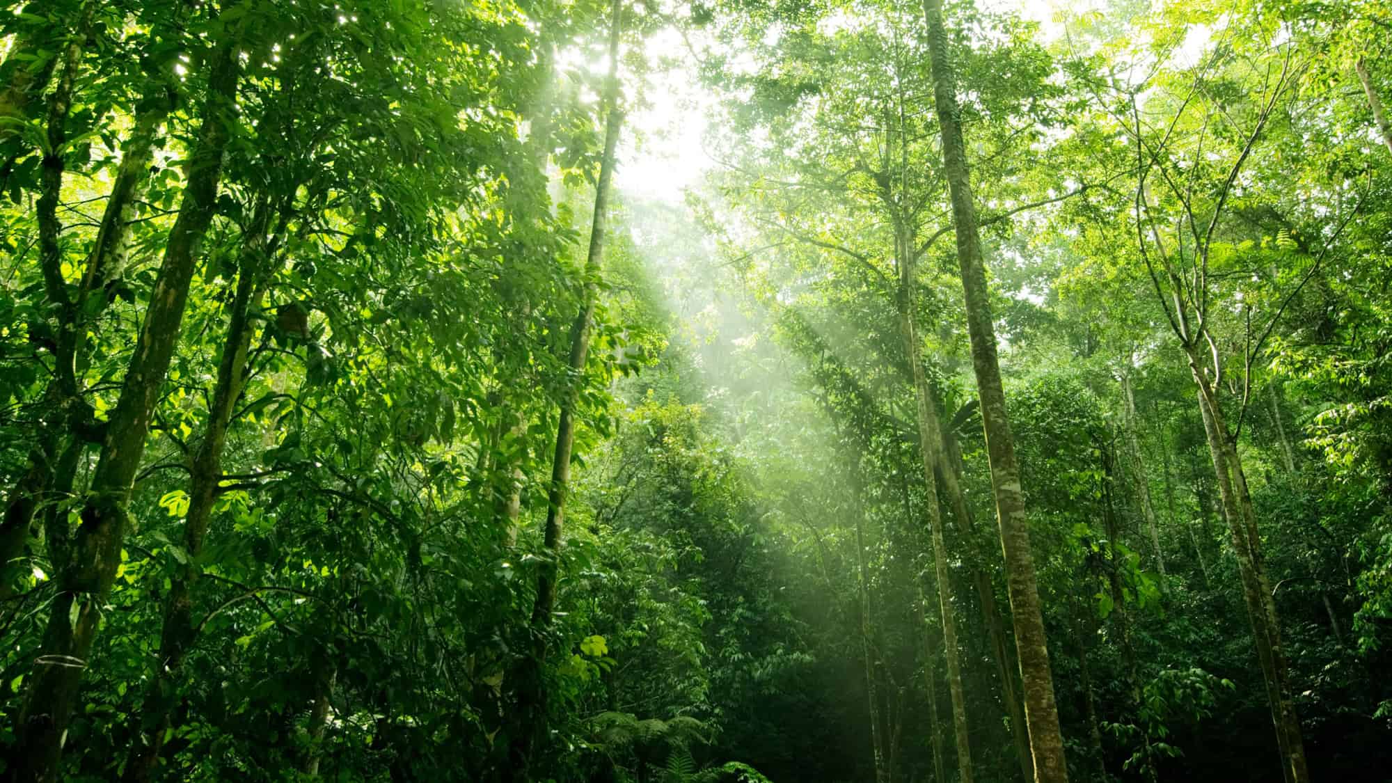 Sunlight streams through the dense canopy of a tropical rainforest, casting a soft, glowing light on the rich green foliage below.